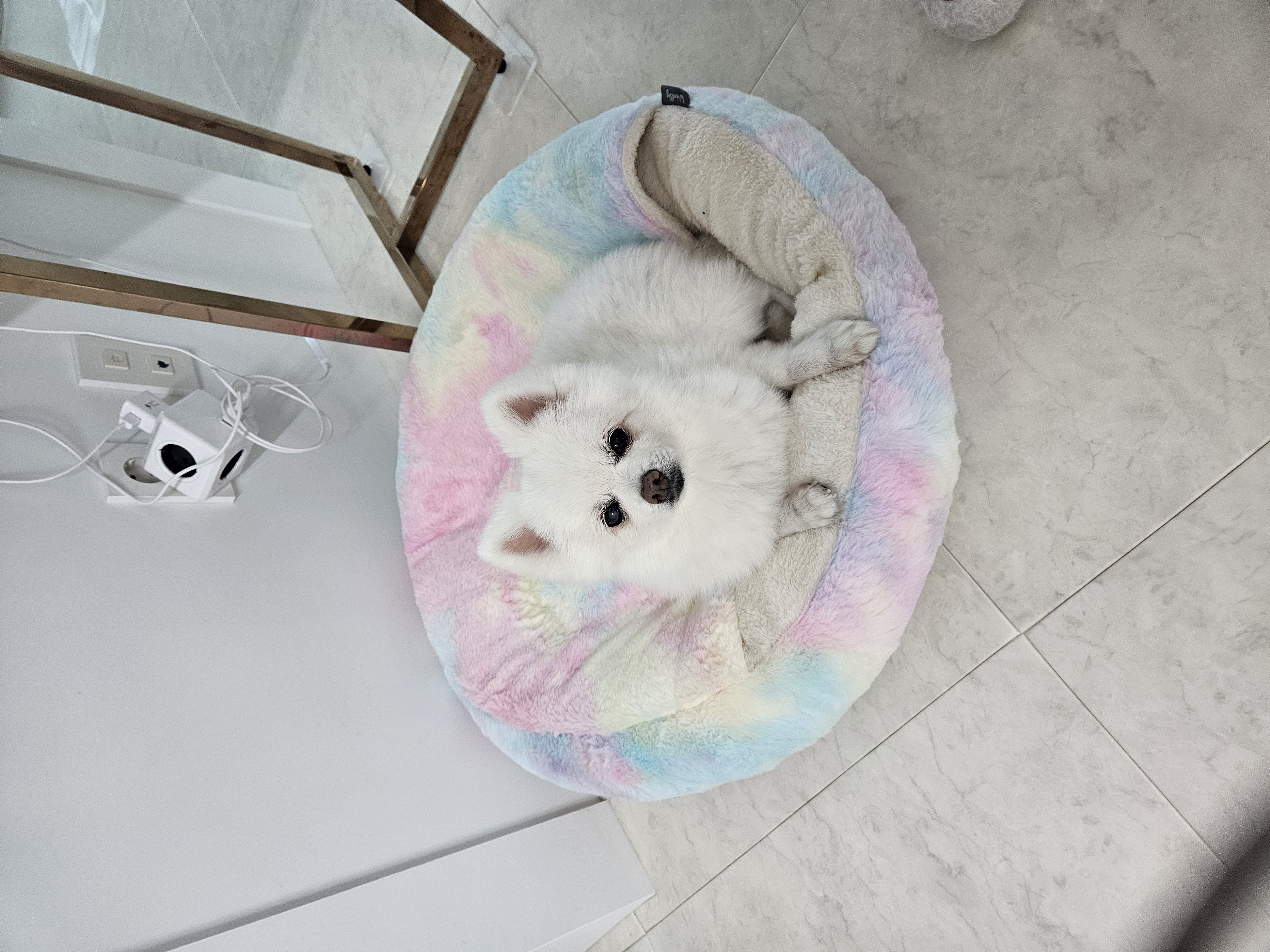 보슬이 임보1달