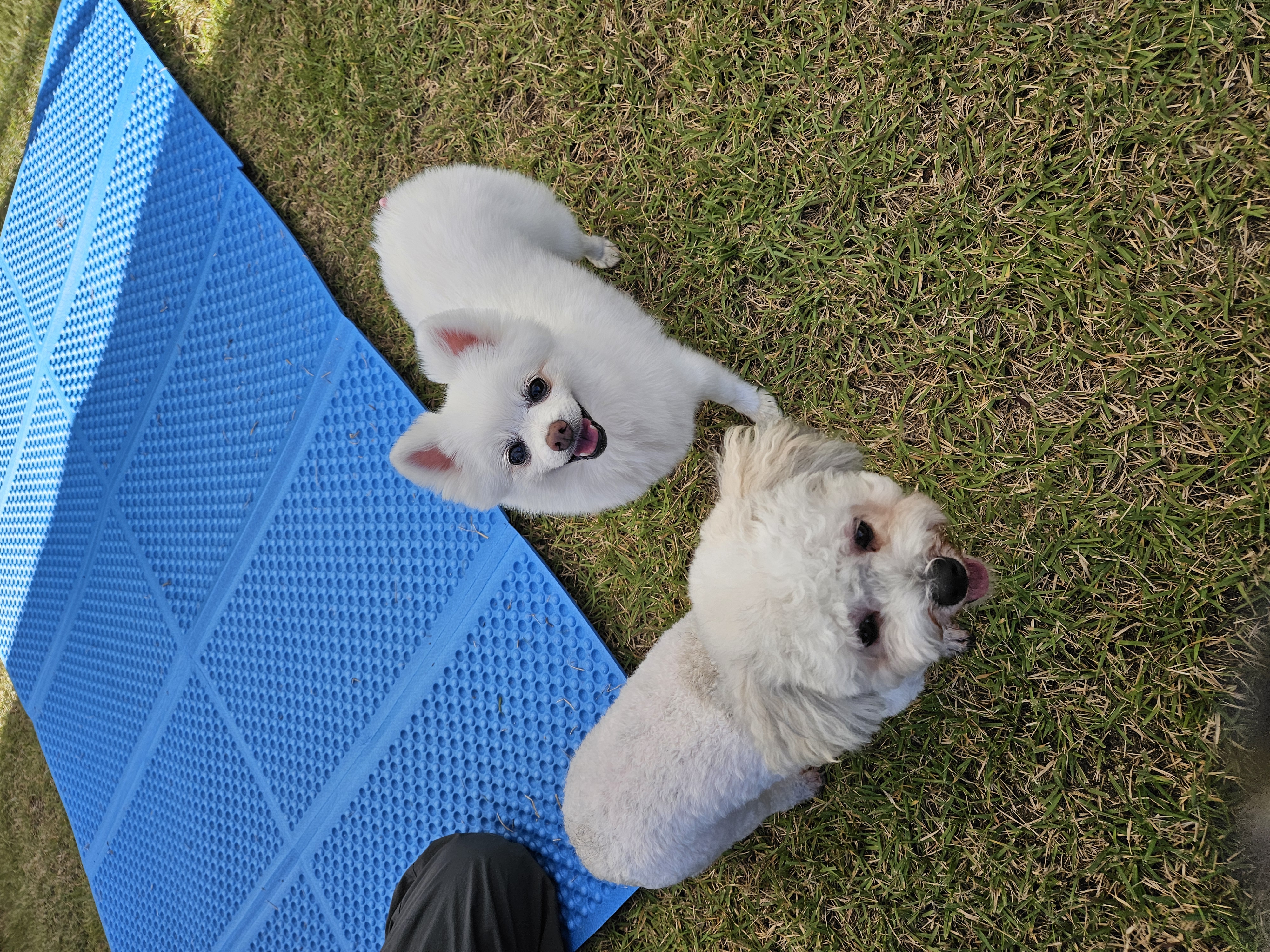 보슬이 임보1달