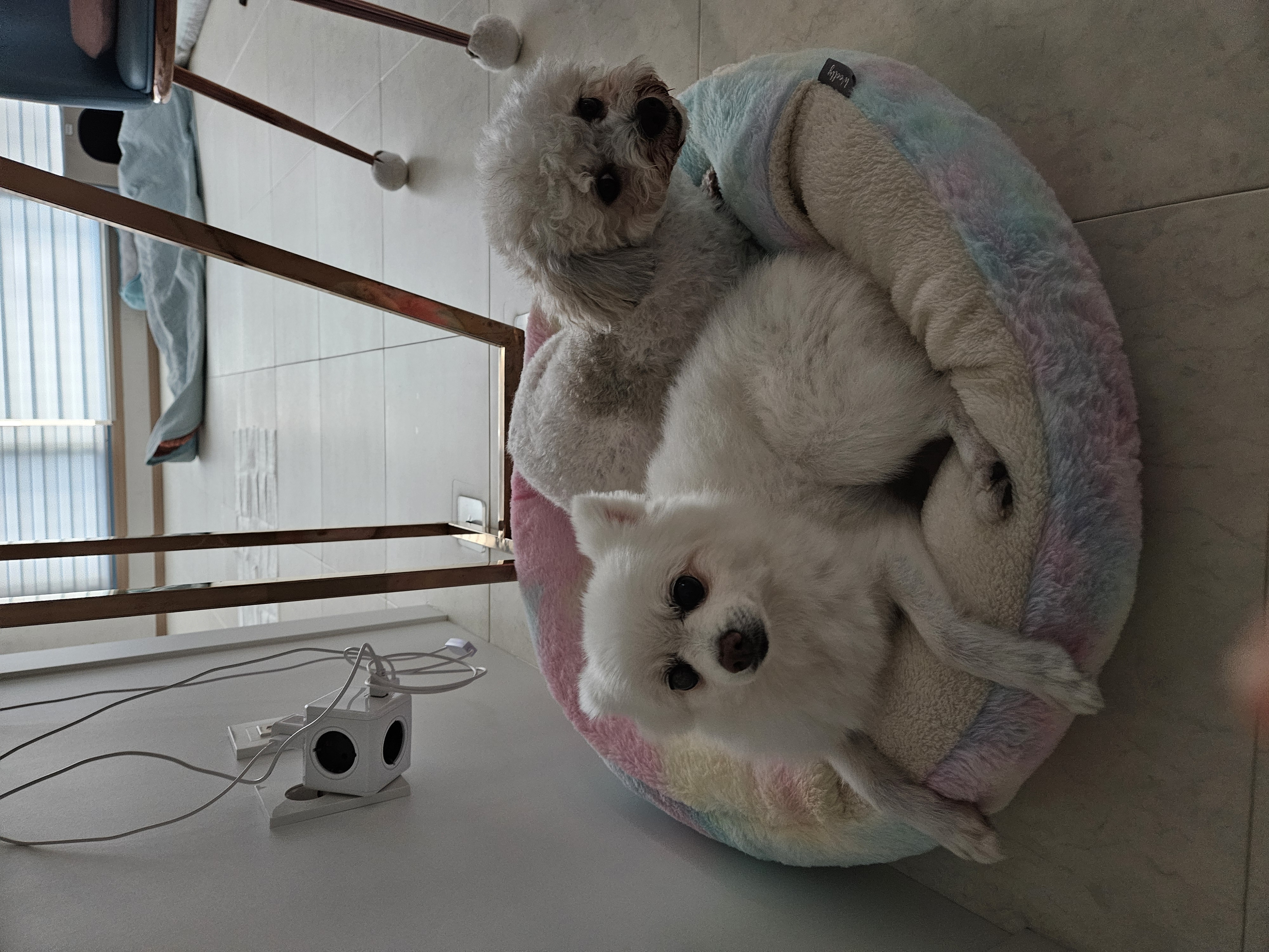 보슬이 임보1달