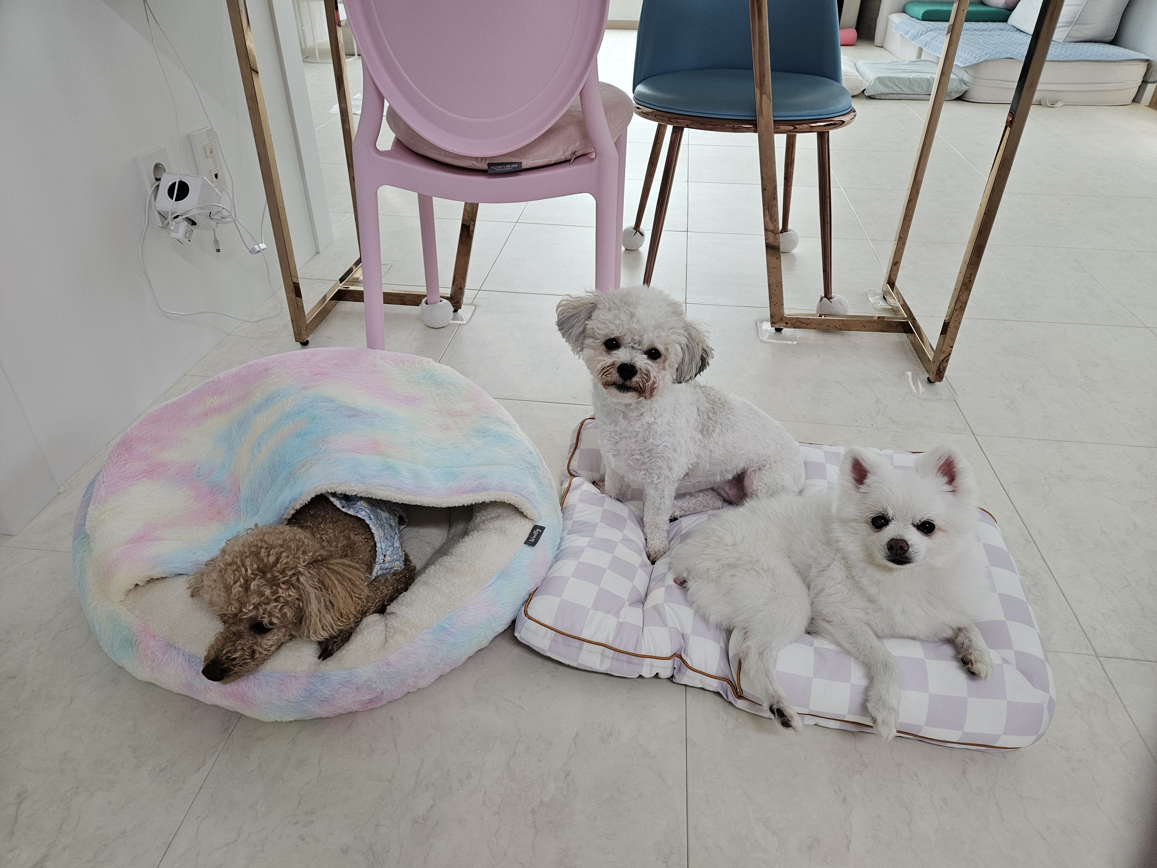 보슬이 임보1달