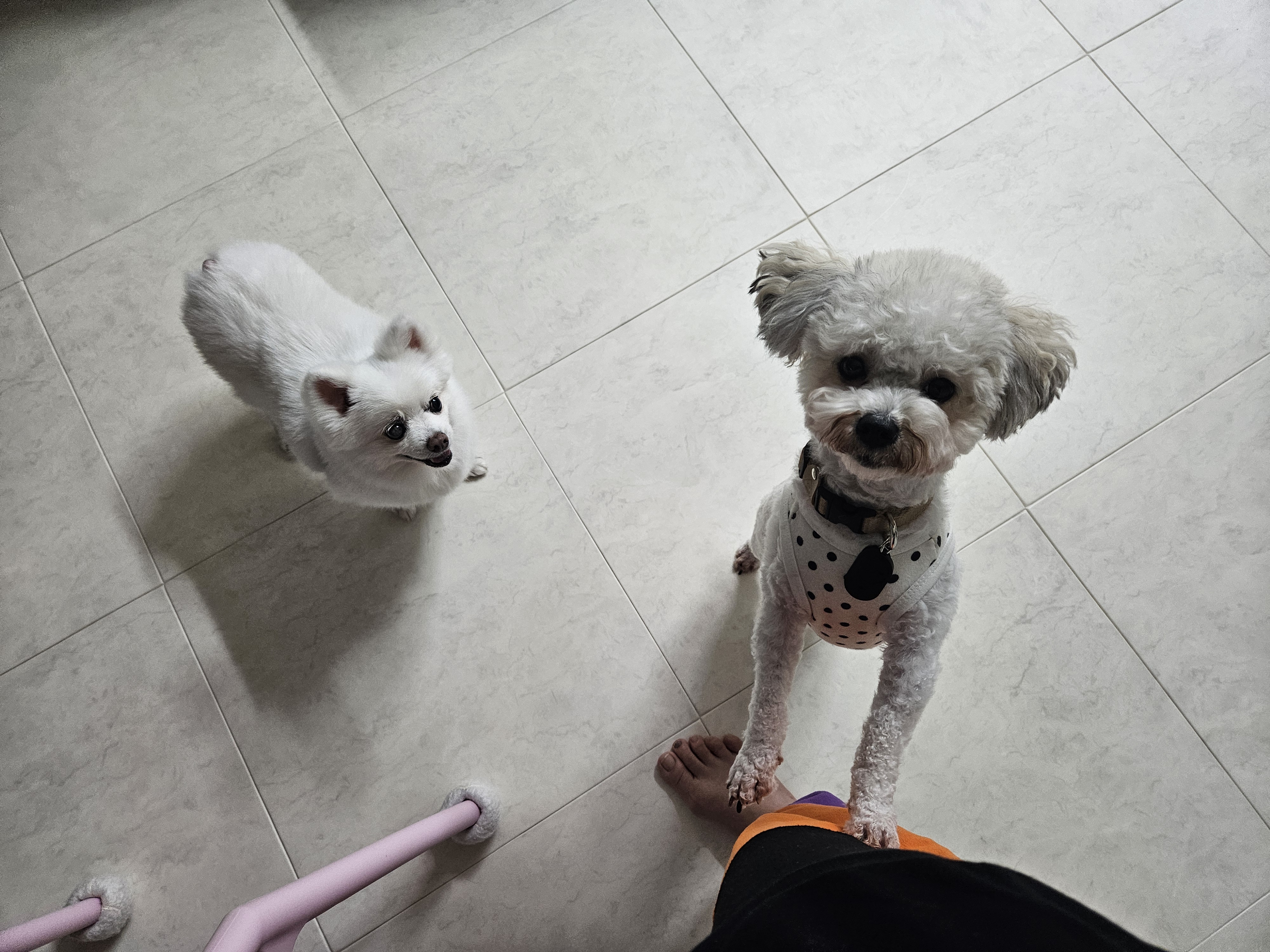 보슬이 임보1달