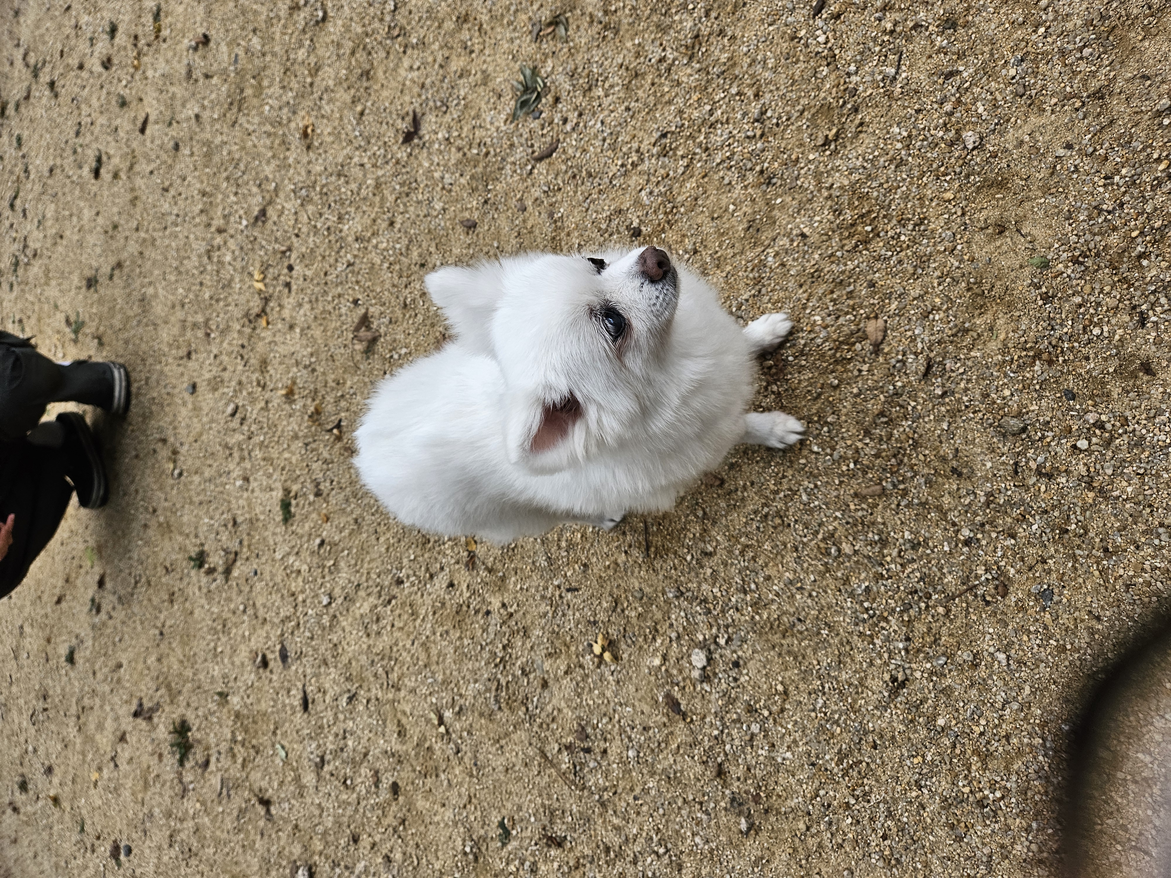 보슬이 임보1달