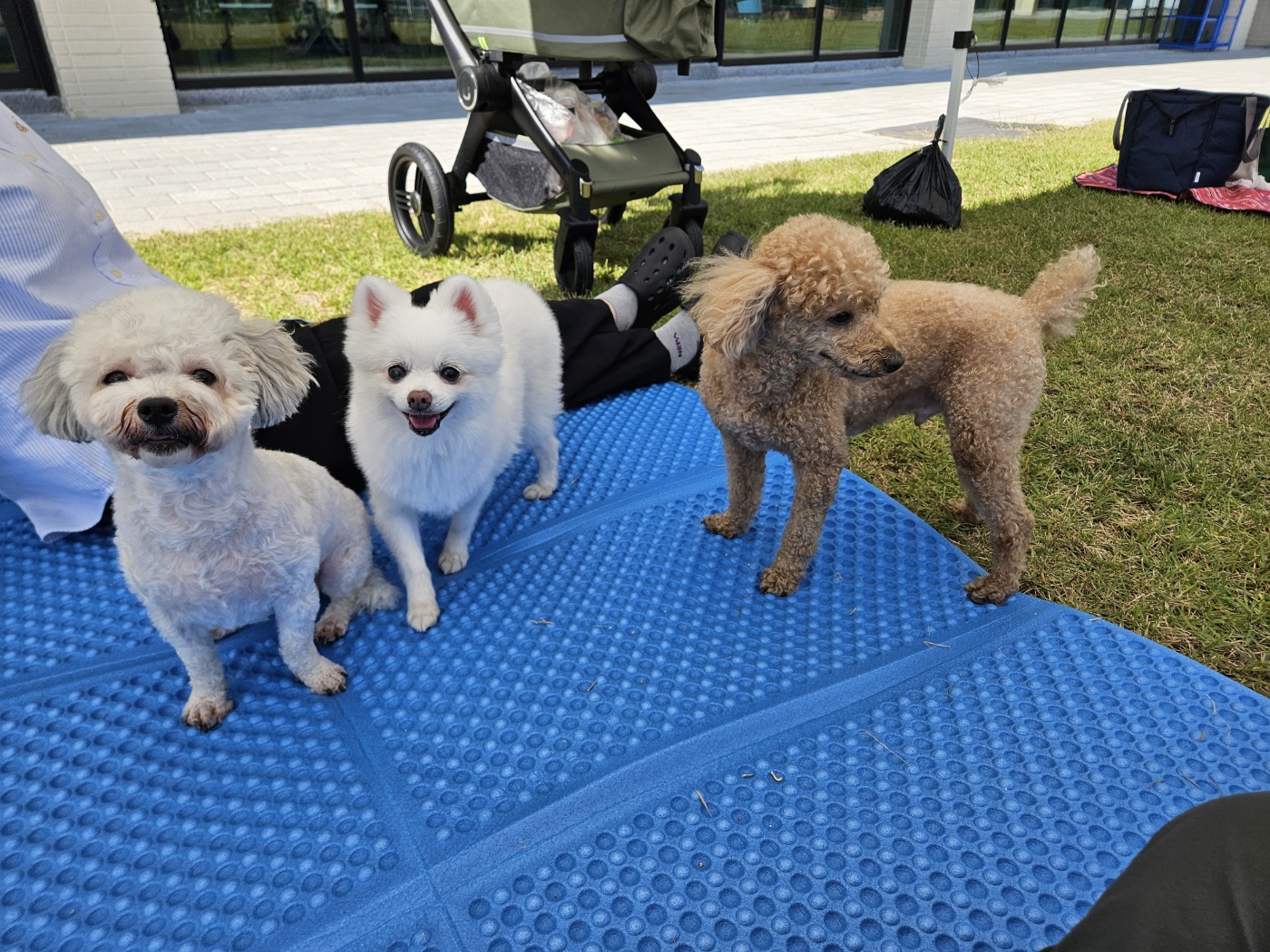 보슬이 임보1달