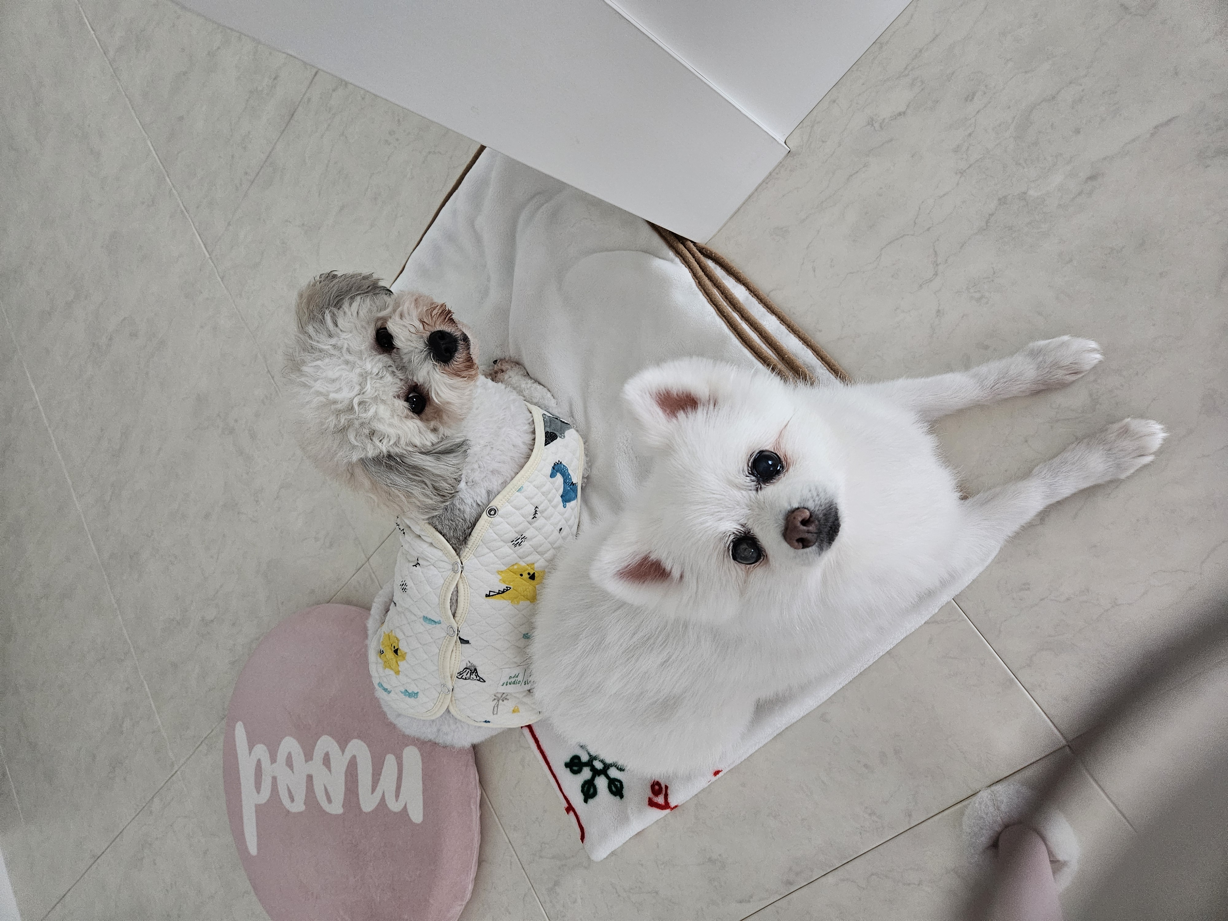 보슬이 임보1달