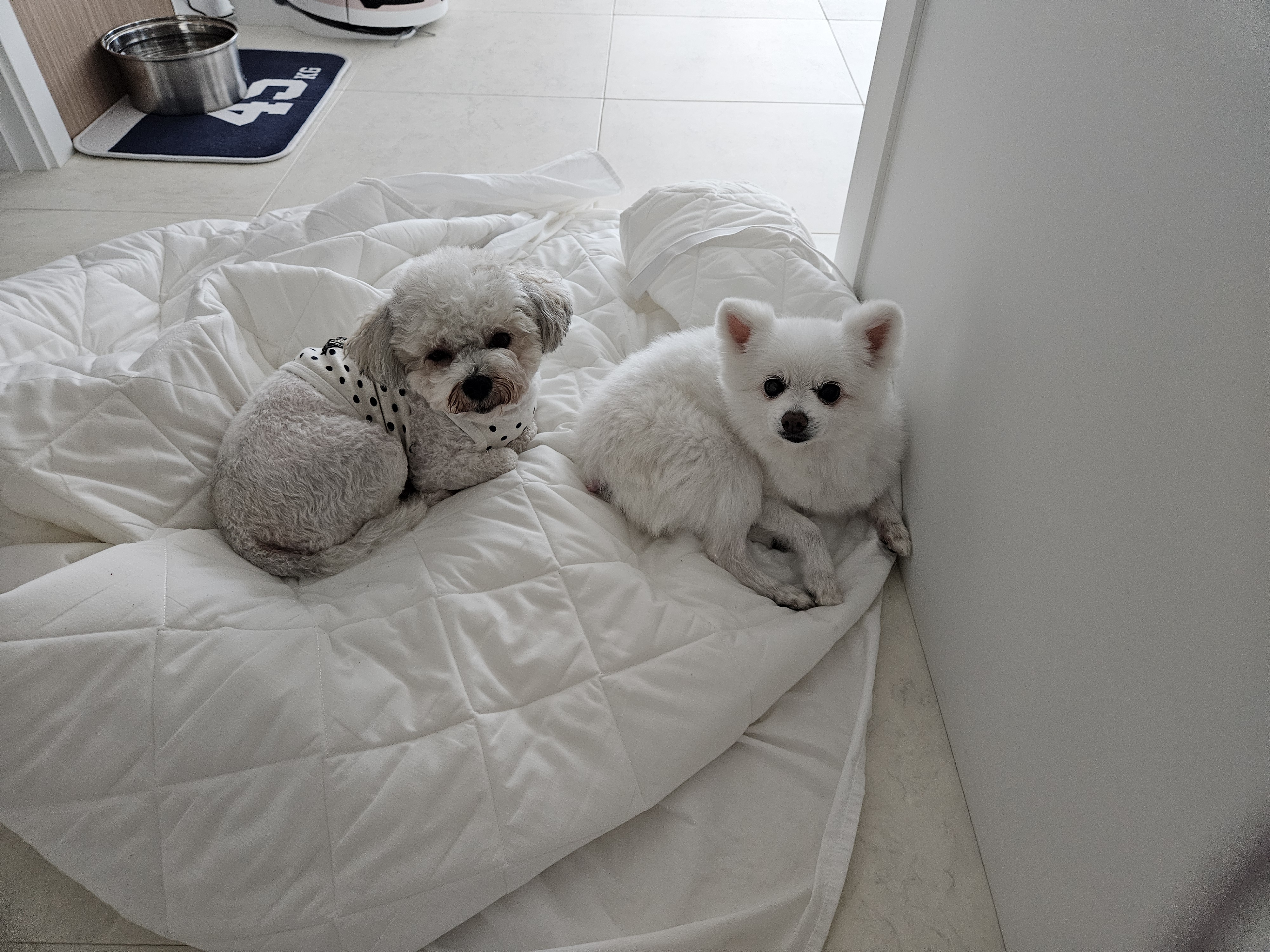 보슬이 임보1달