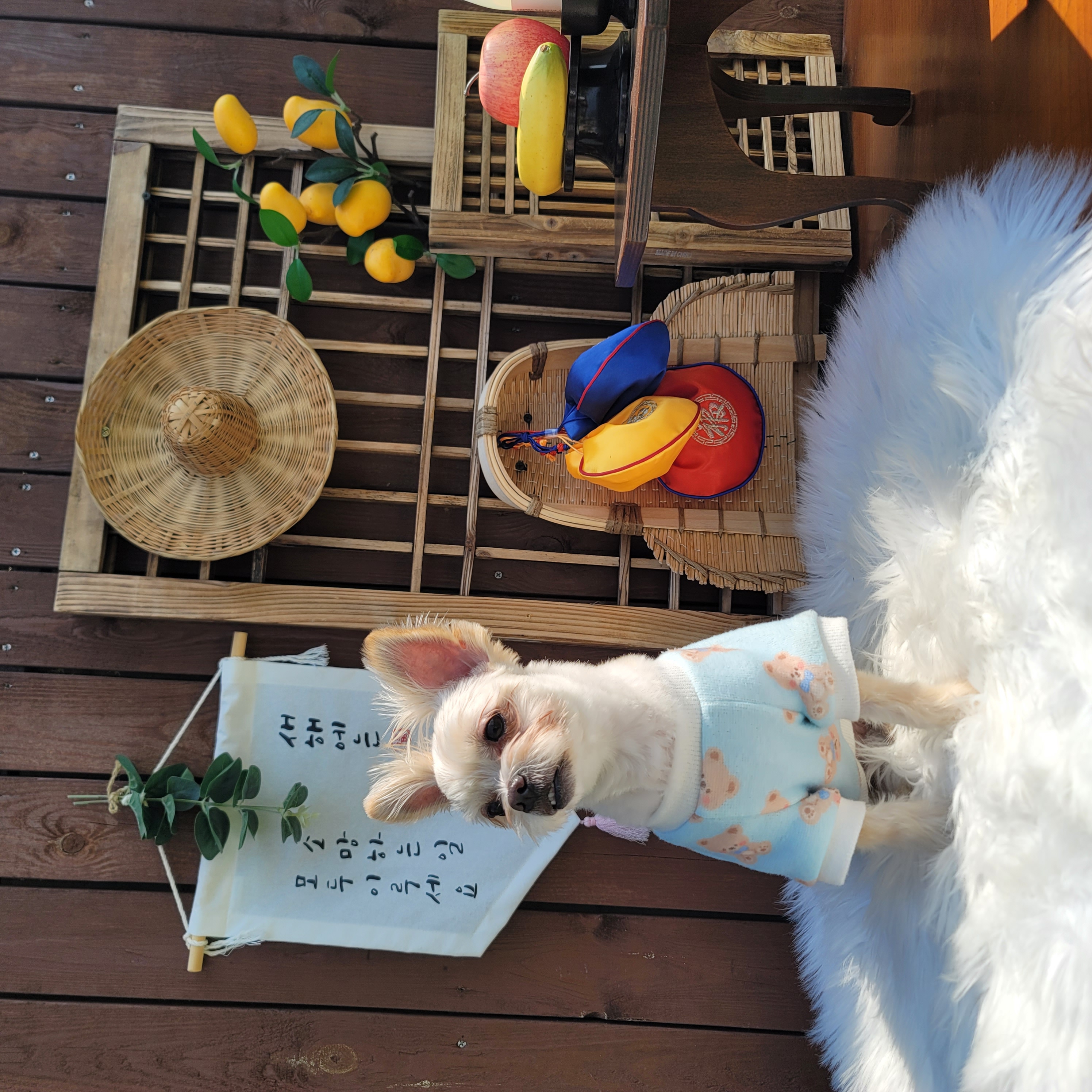 두식이(구엘디)입양2년 후기 