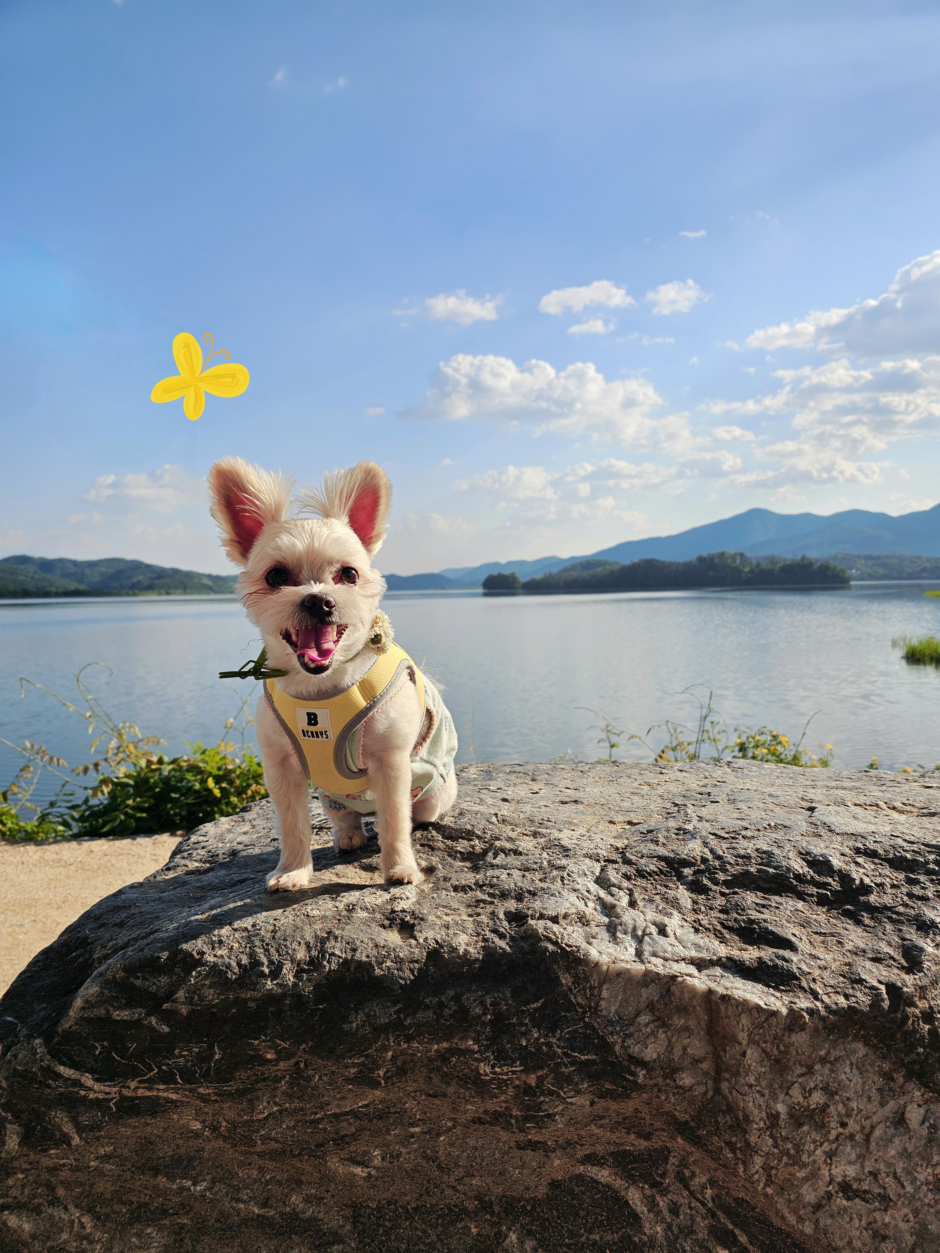 두식이(구엘디)입양2년 후기 