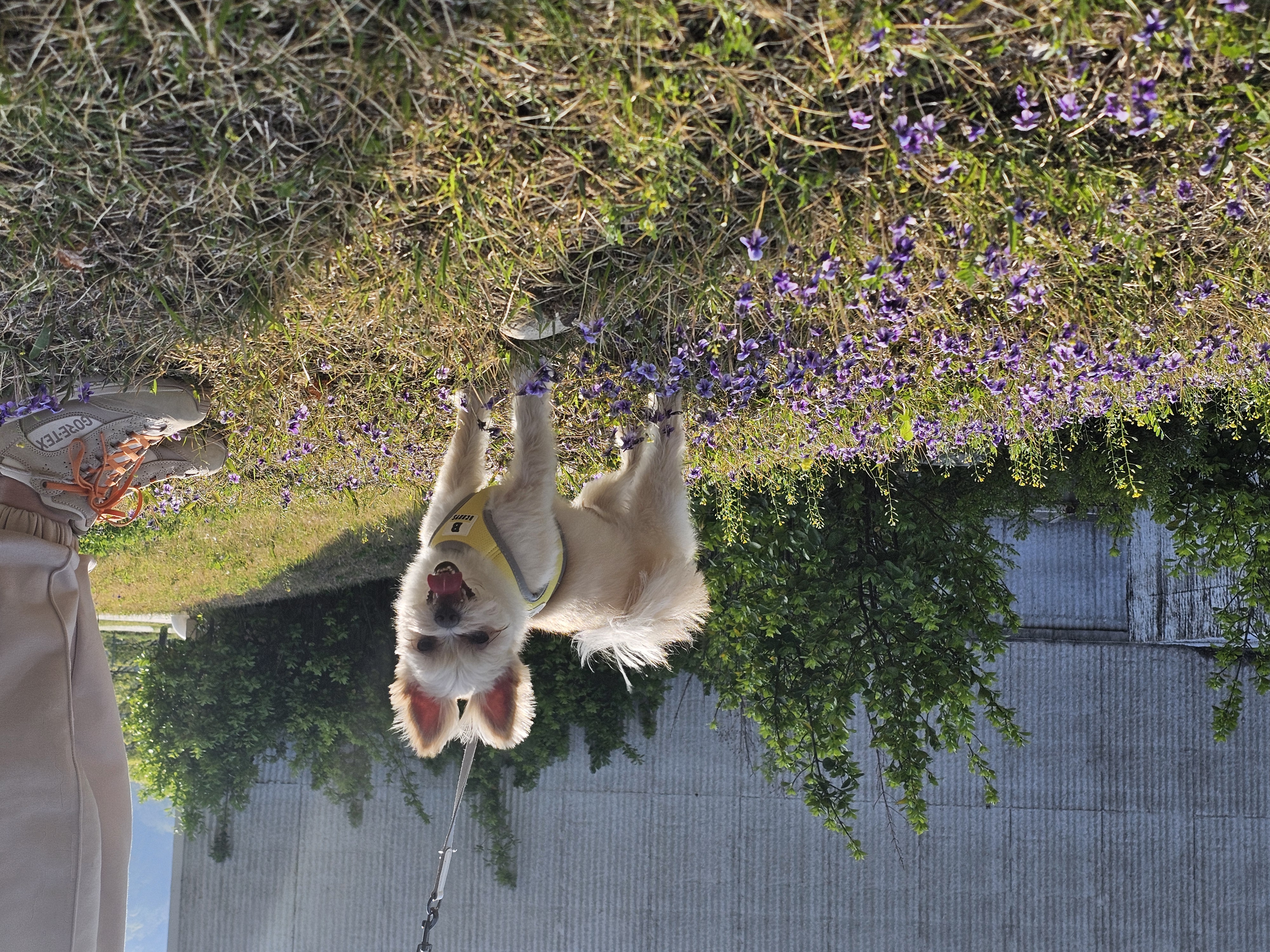 두식이(구엘디)입양2년 후기 