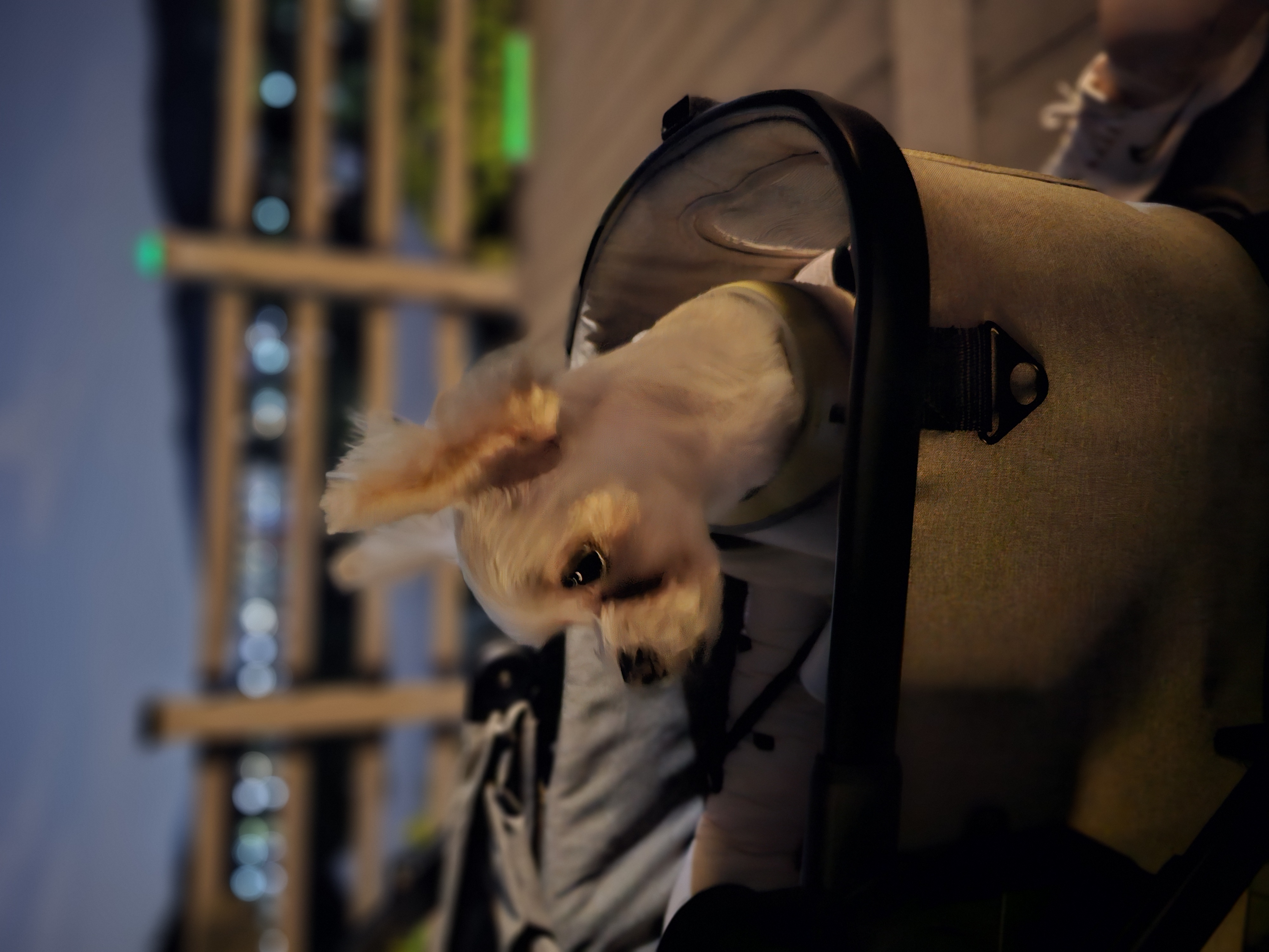 두식이(구엘디)입양2년 후기 