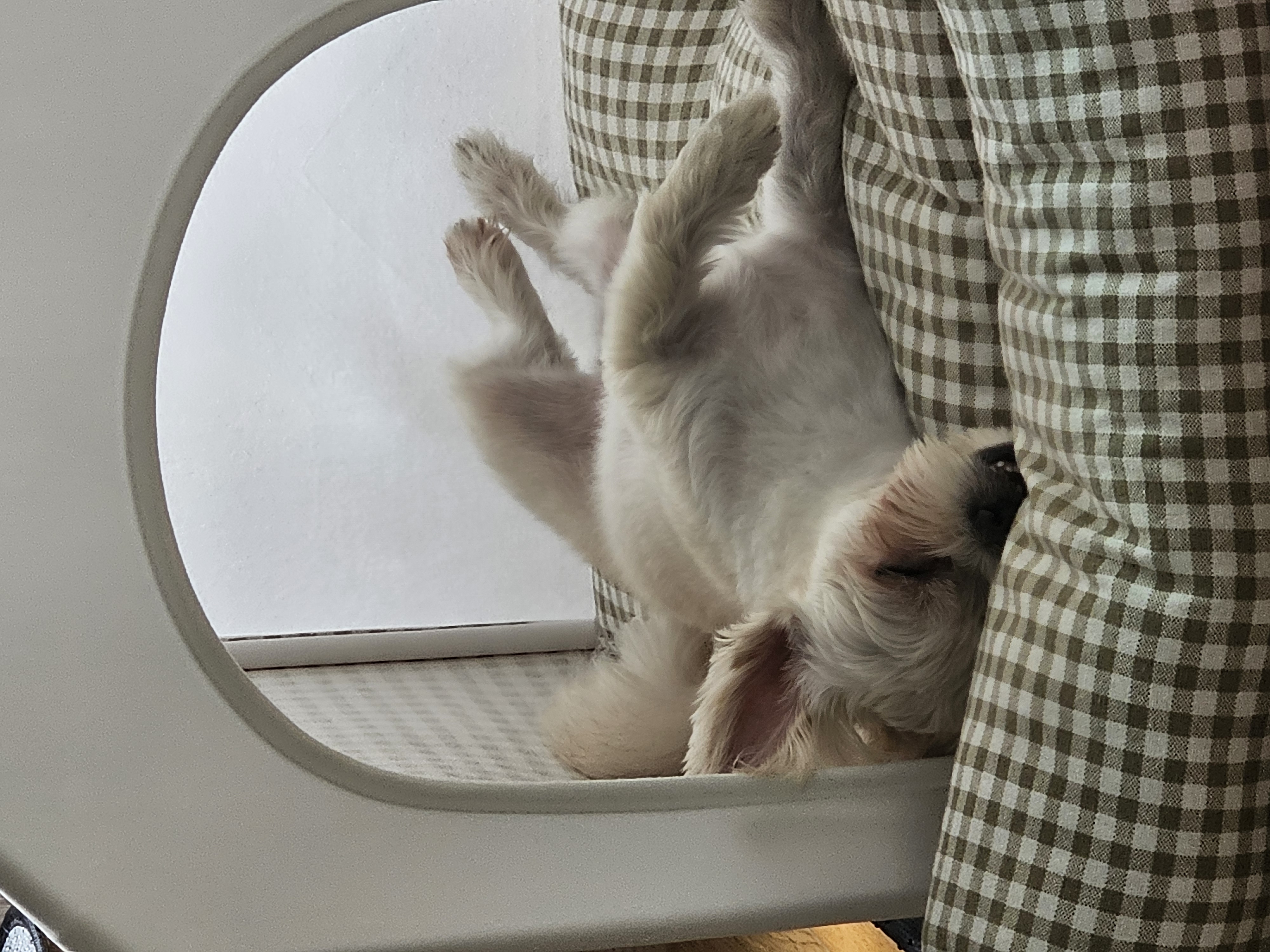 두식이(구엘디)입양2년 후기 