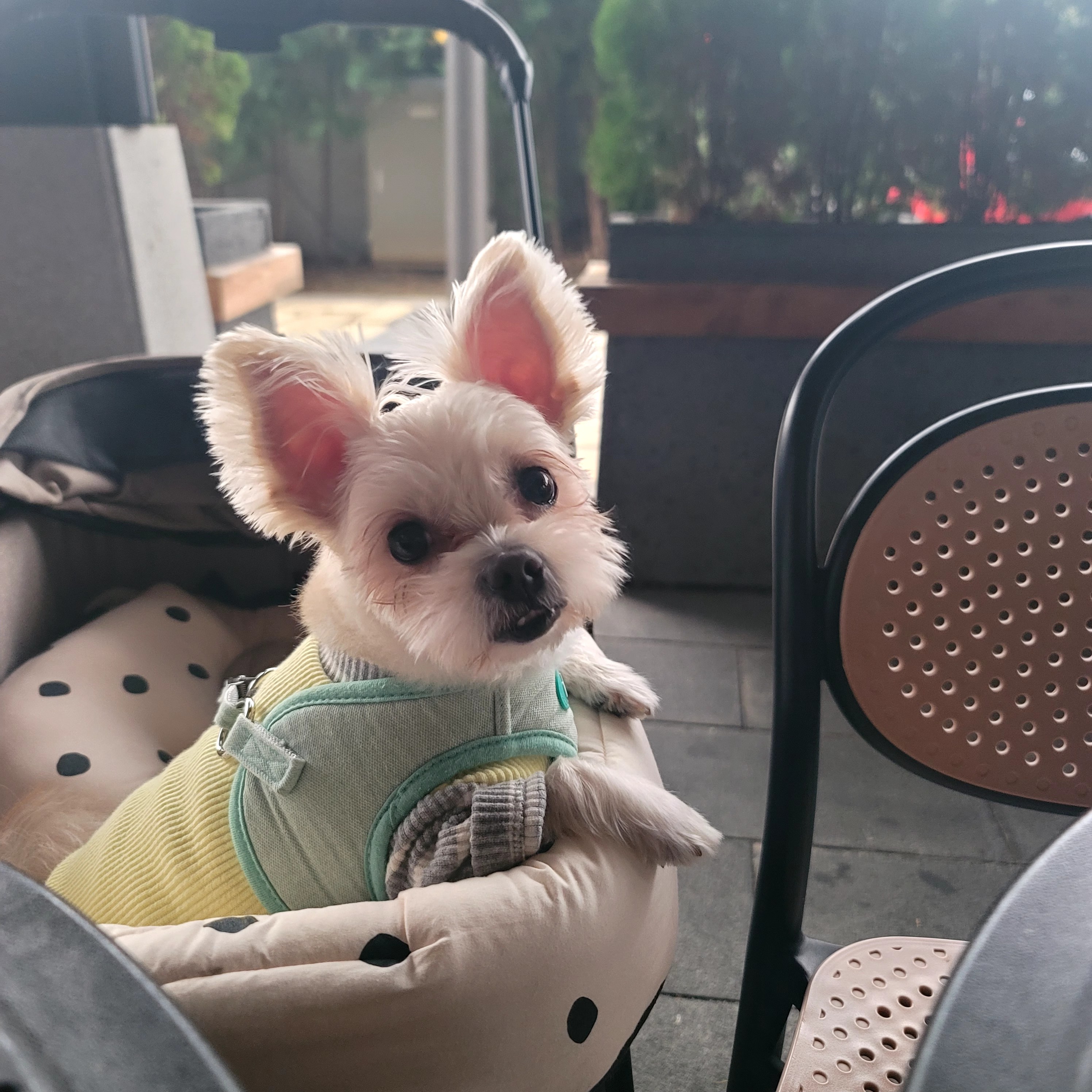 두식이(구엘디)입양2년 후기 