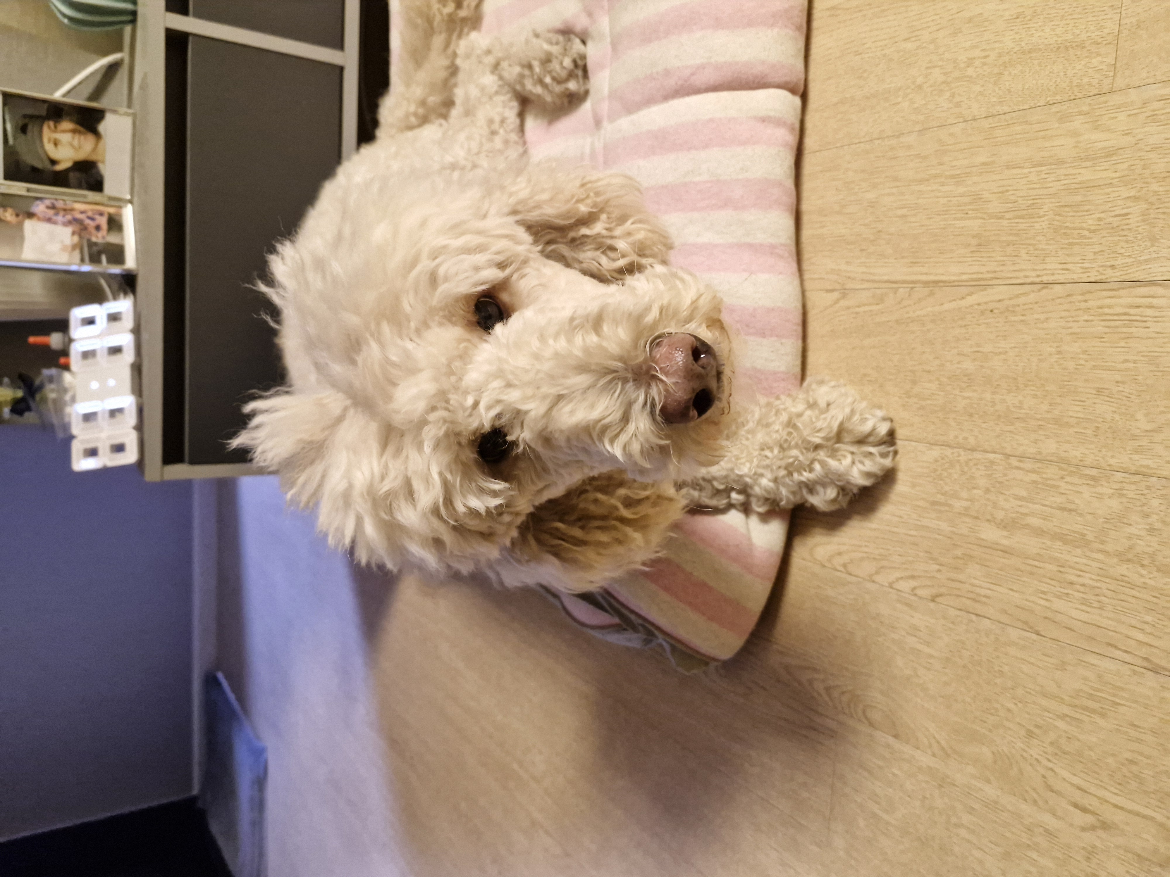 푸디의 가을이 오면 