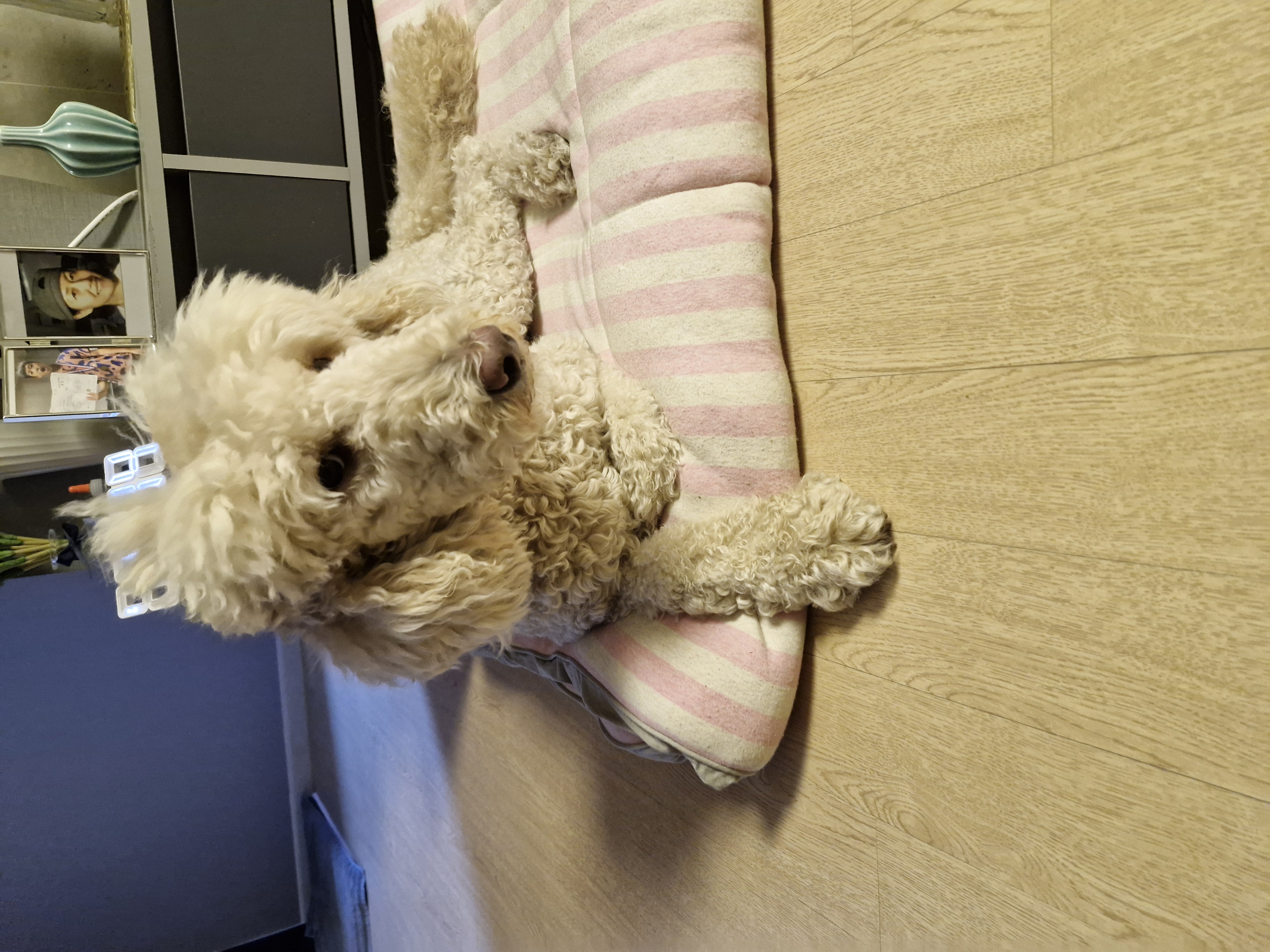 푸디의 가을이 오면 