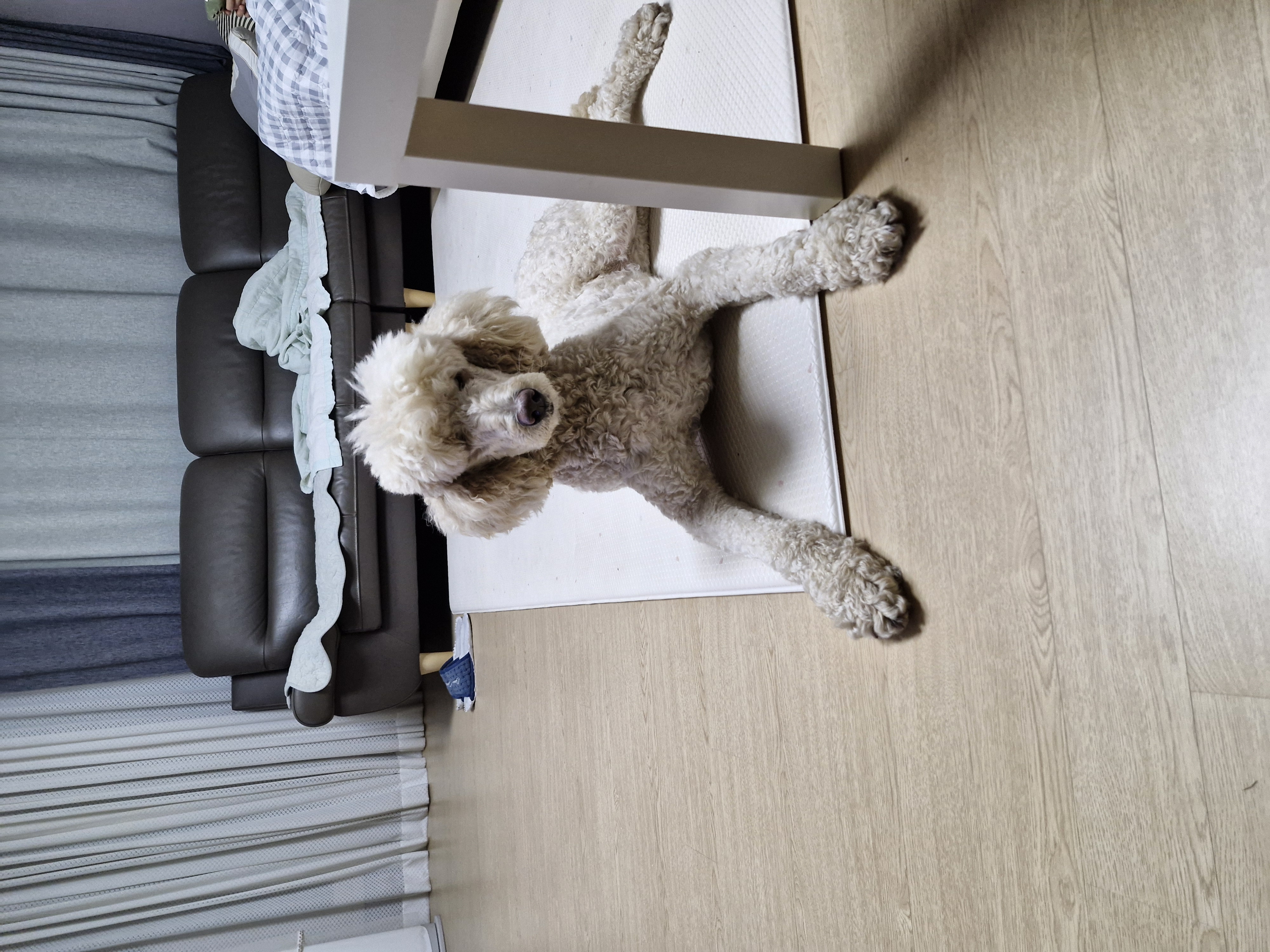 푸디의 가을이 오면 