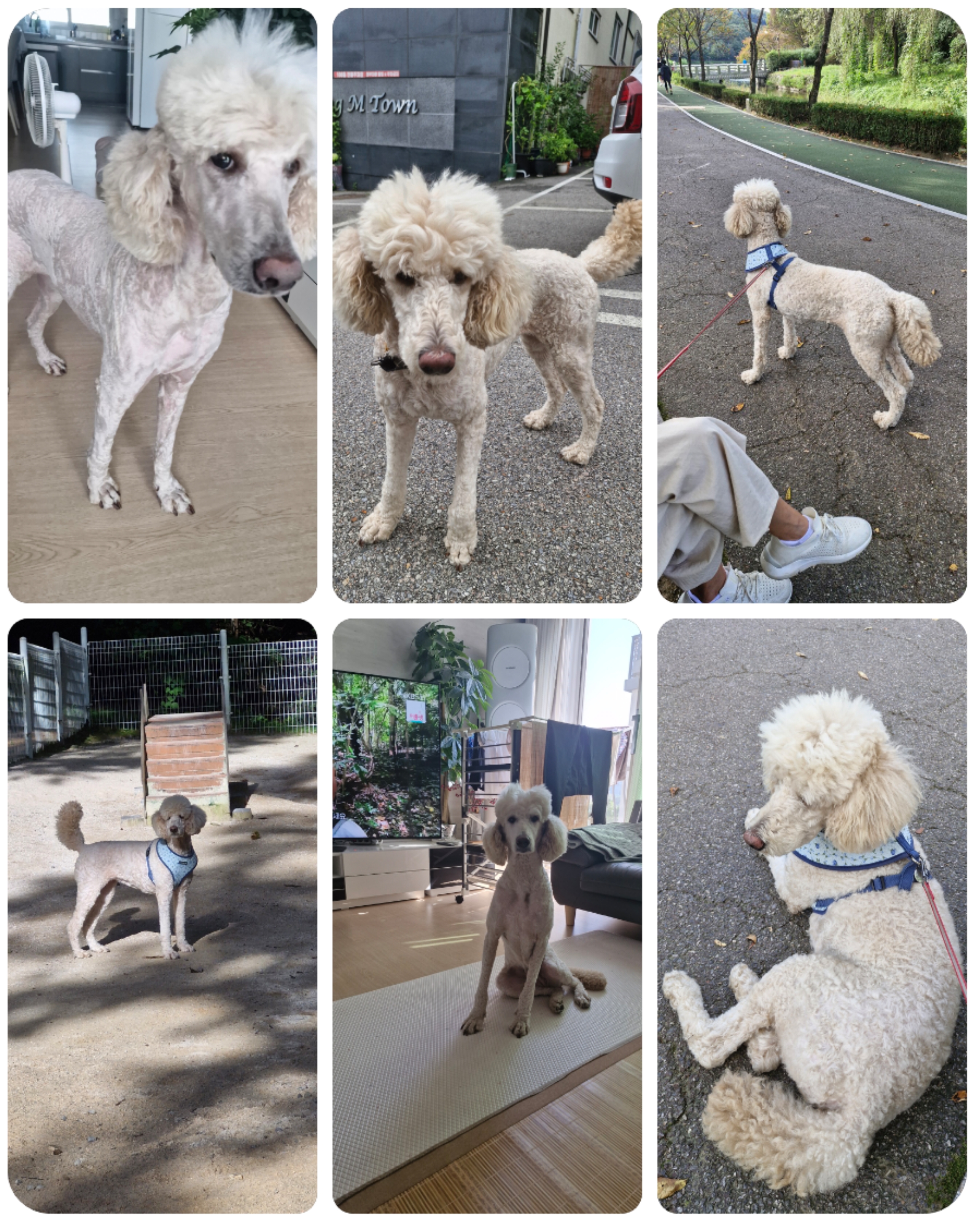 푸디의 가을이 오면 