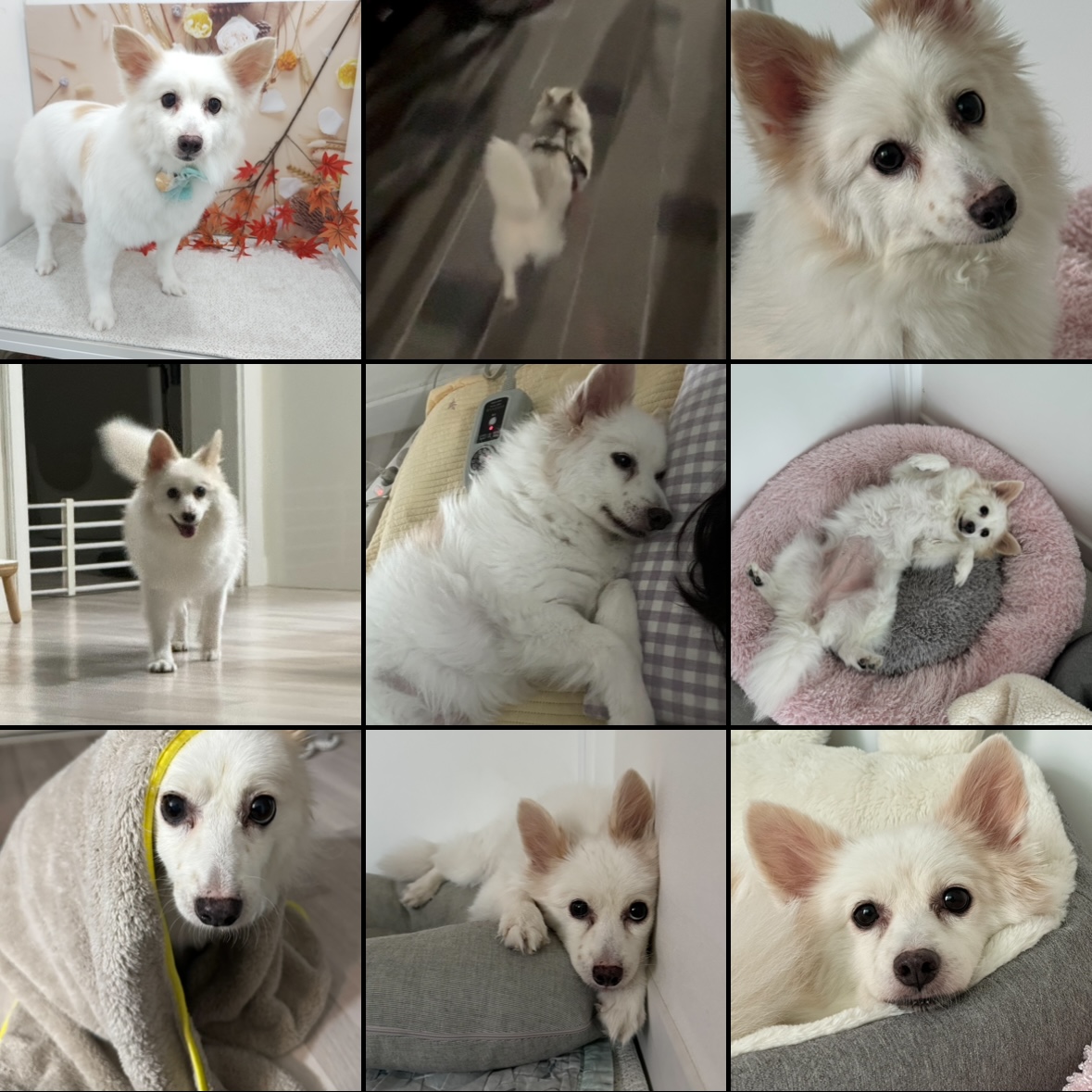 ❤️앵두와 함께한지 4년❤️
