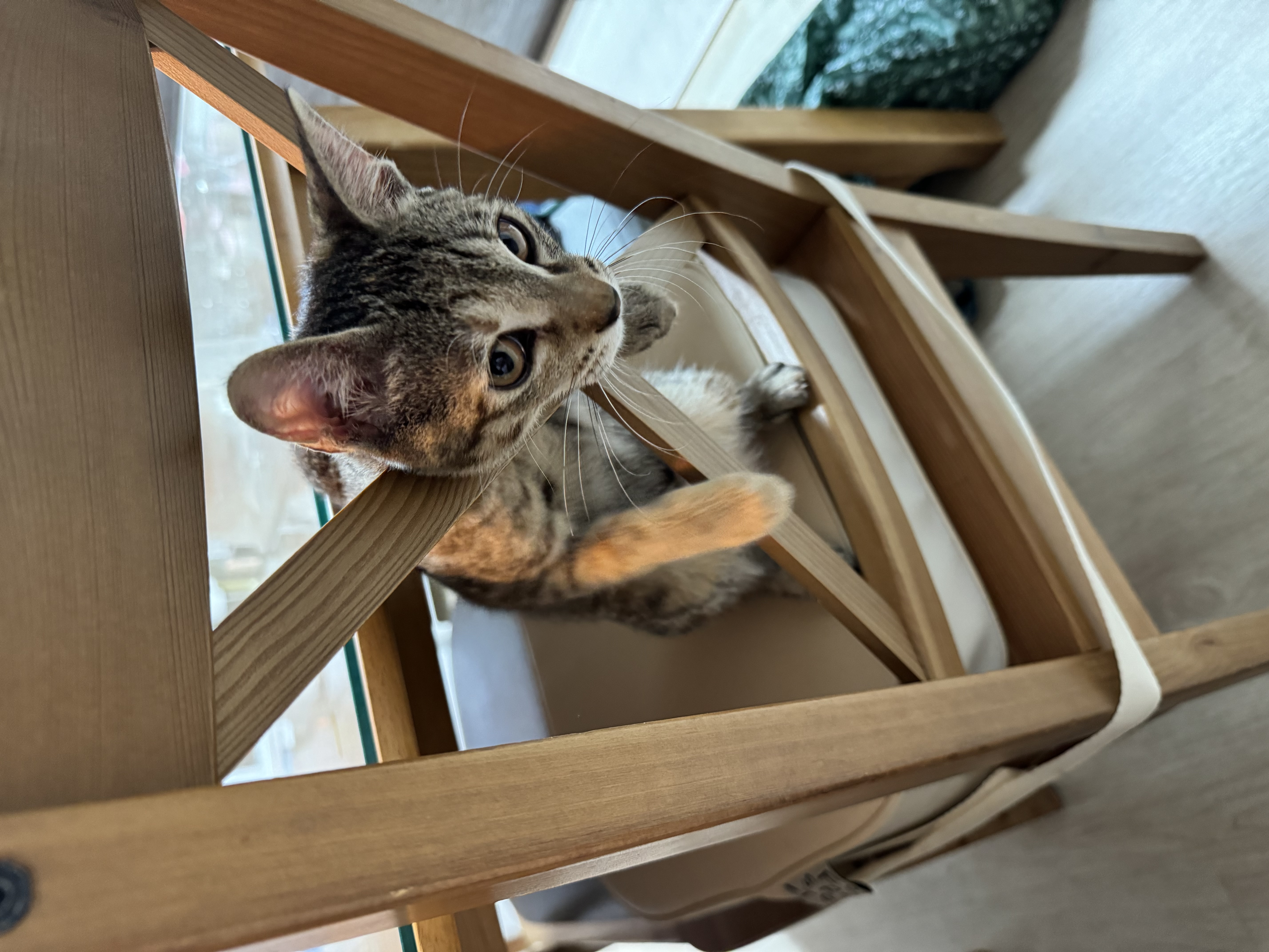 하피 (구 블랑이) 세달 이야기