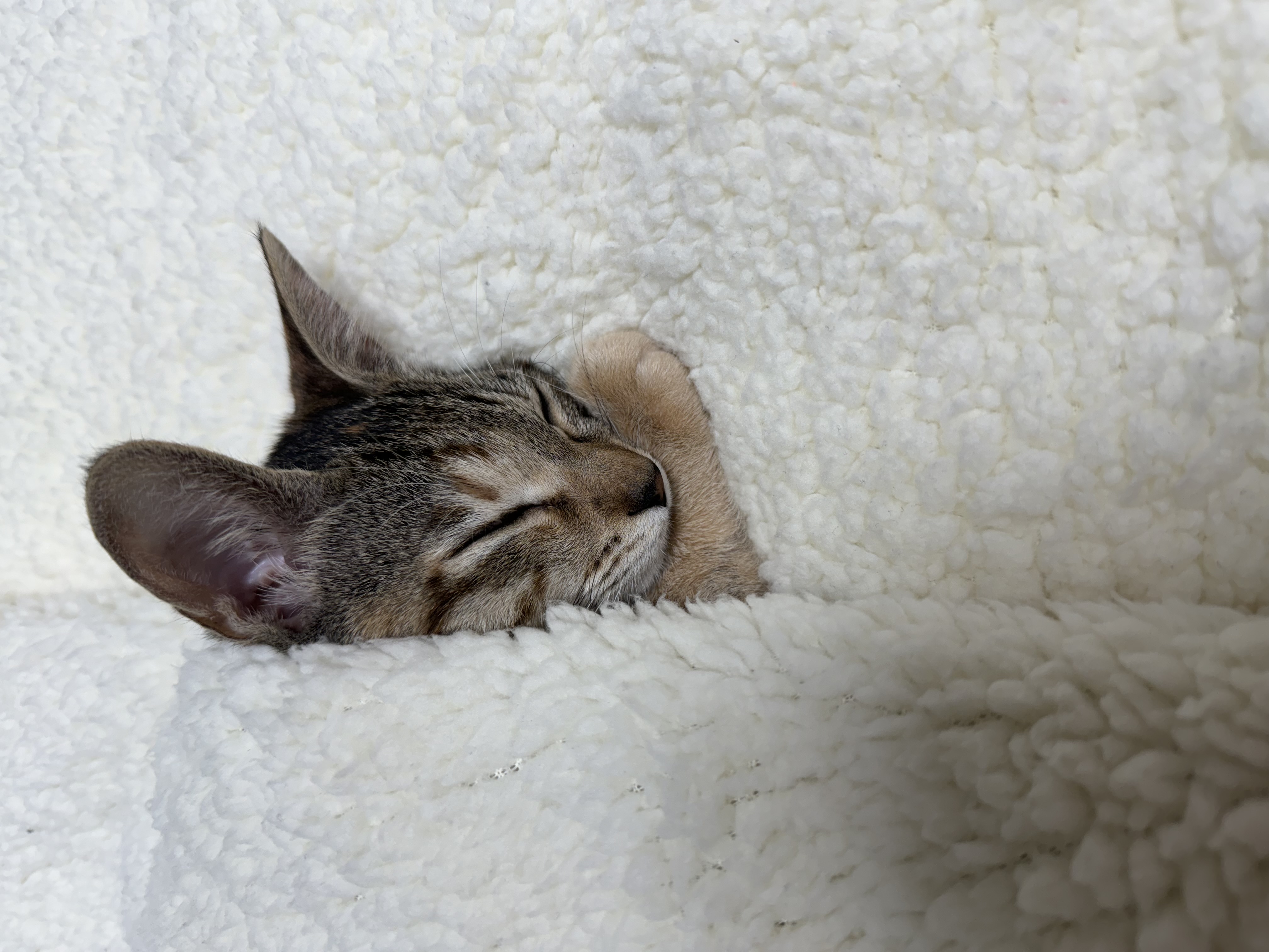 하피 (구 블랑이) 세달 이야기