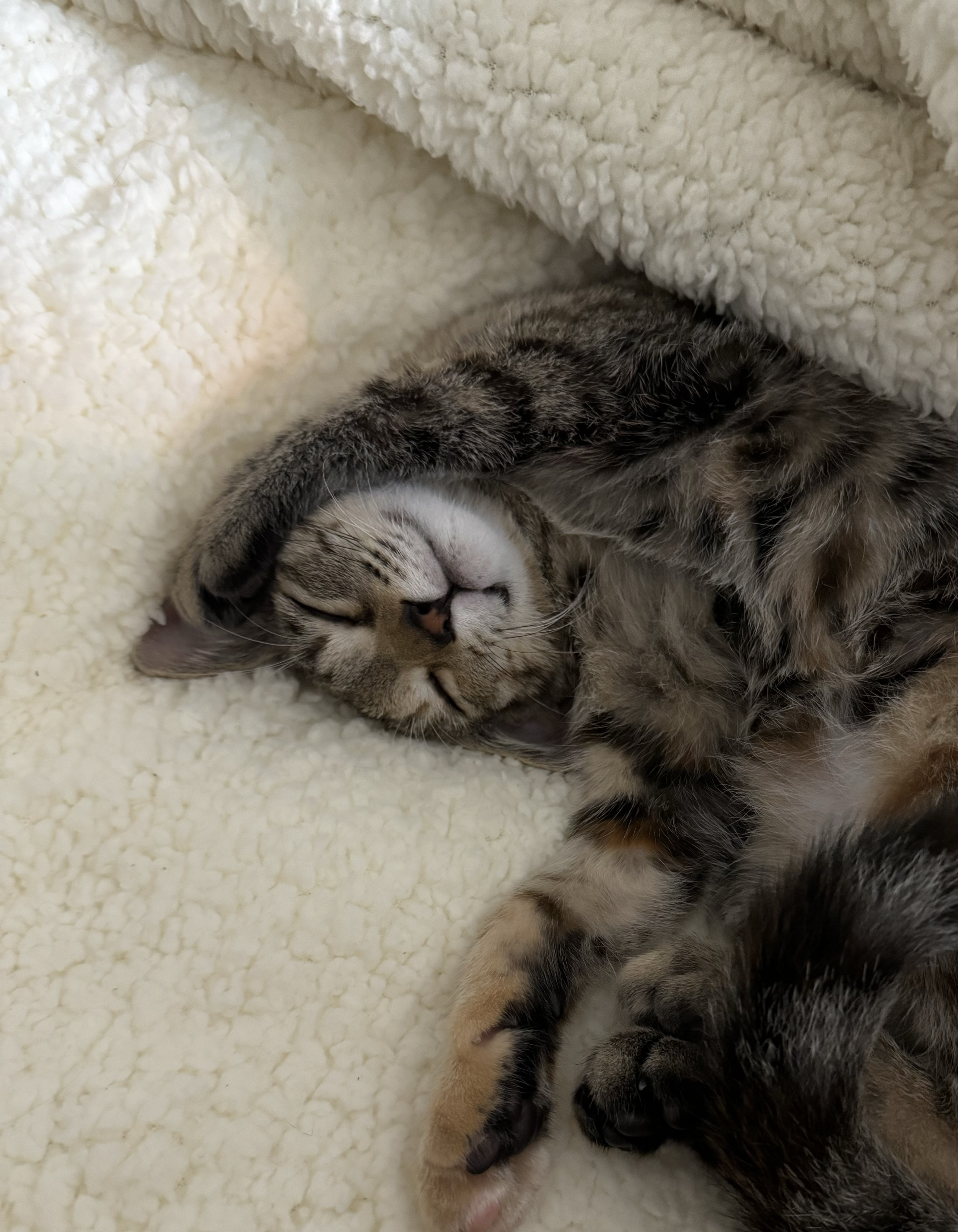 하피 (구 블랑이) 세달 이야기