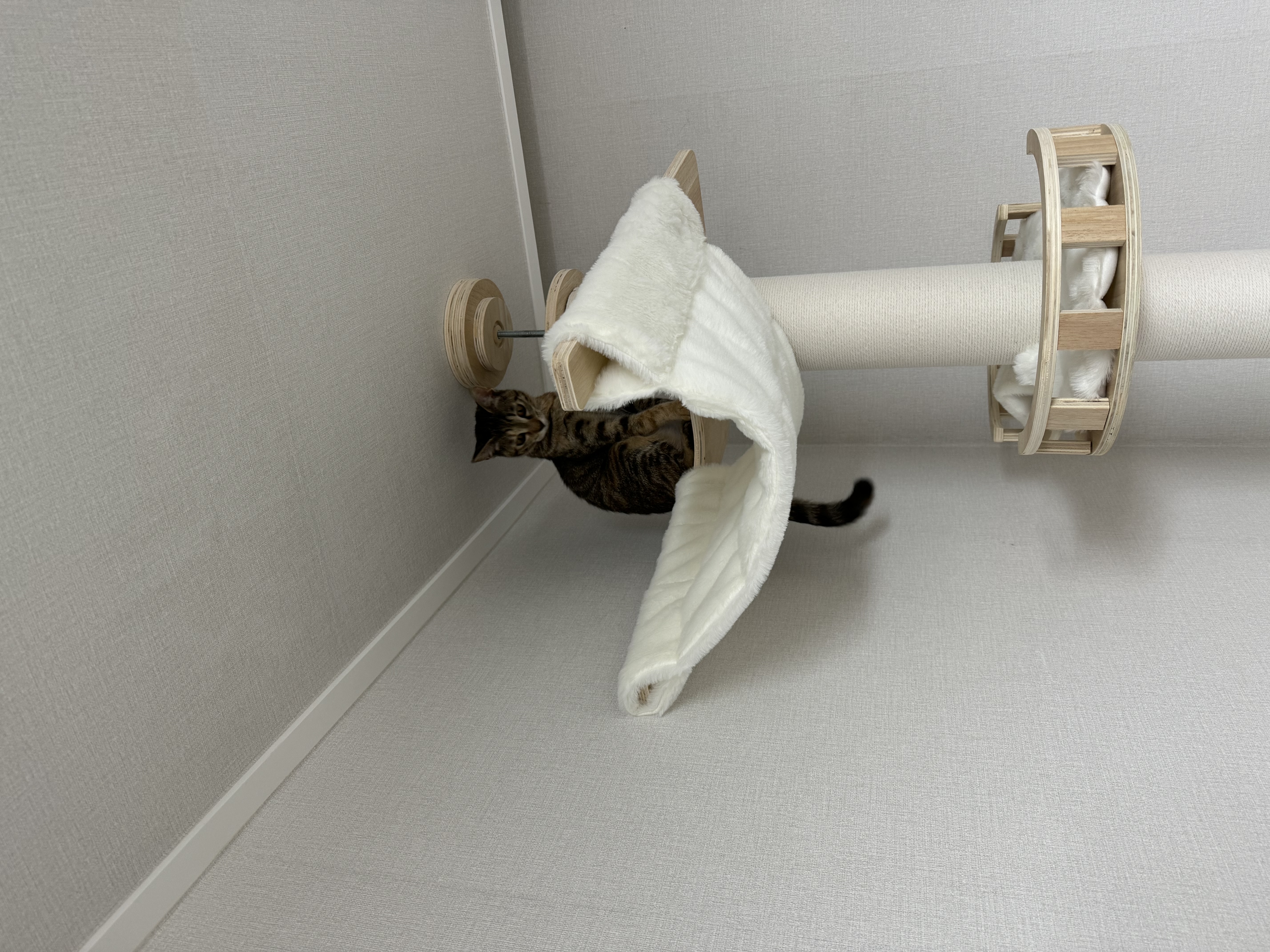 하피 (구 블랑이) 세달 이야기