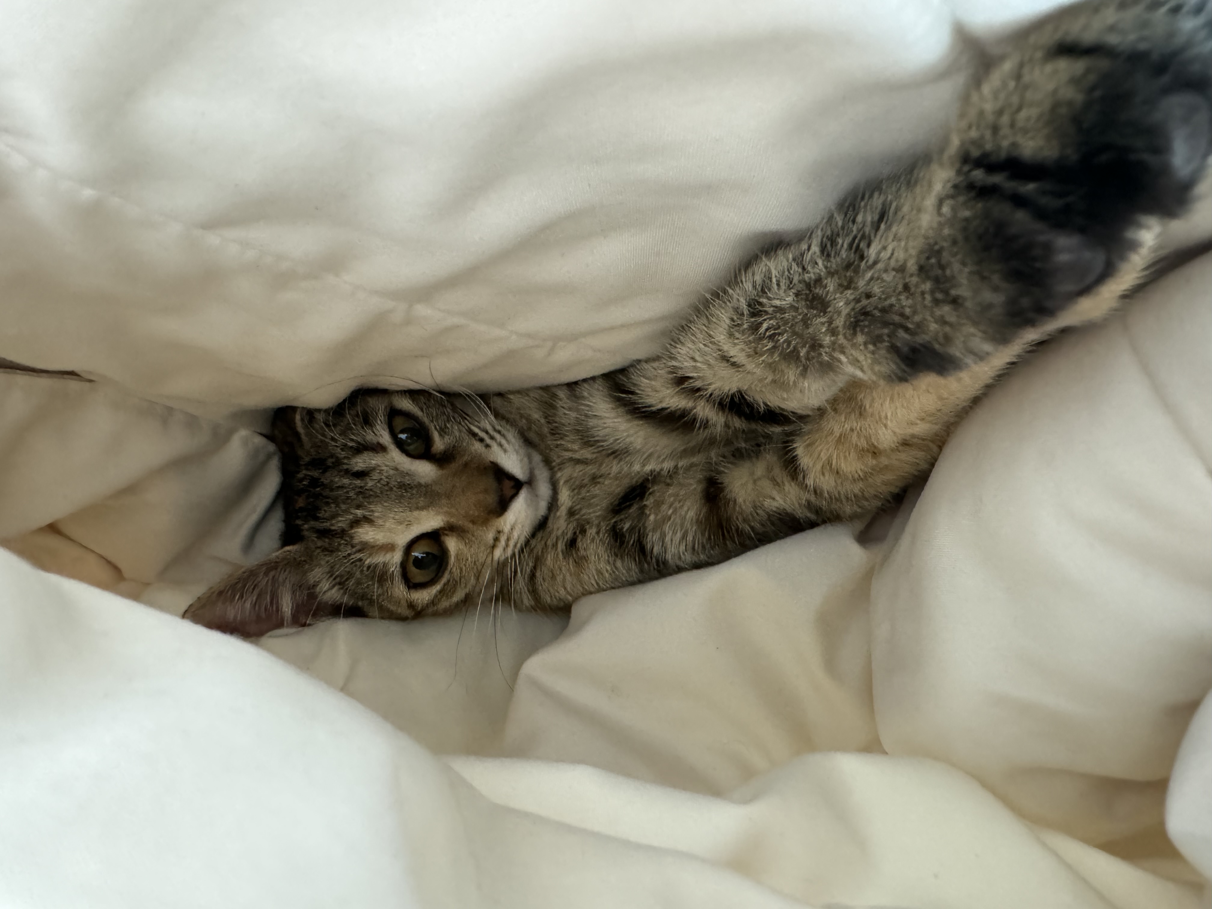 하피 (구 블랑이) 세달 이야기