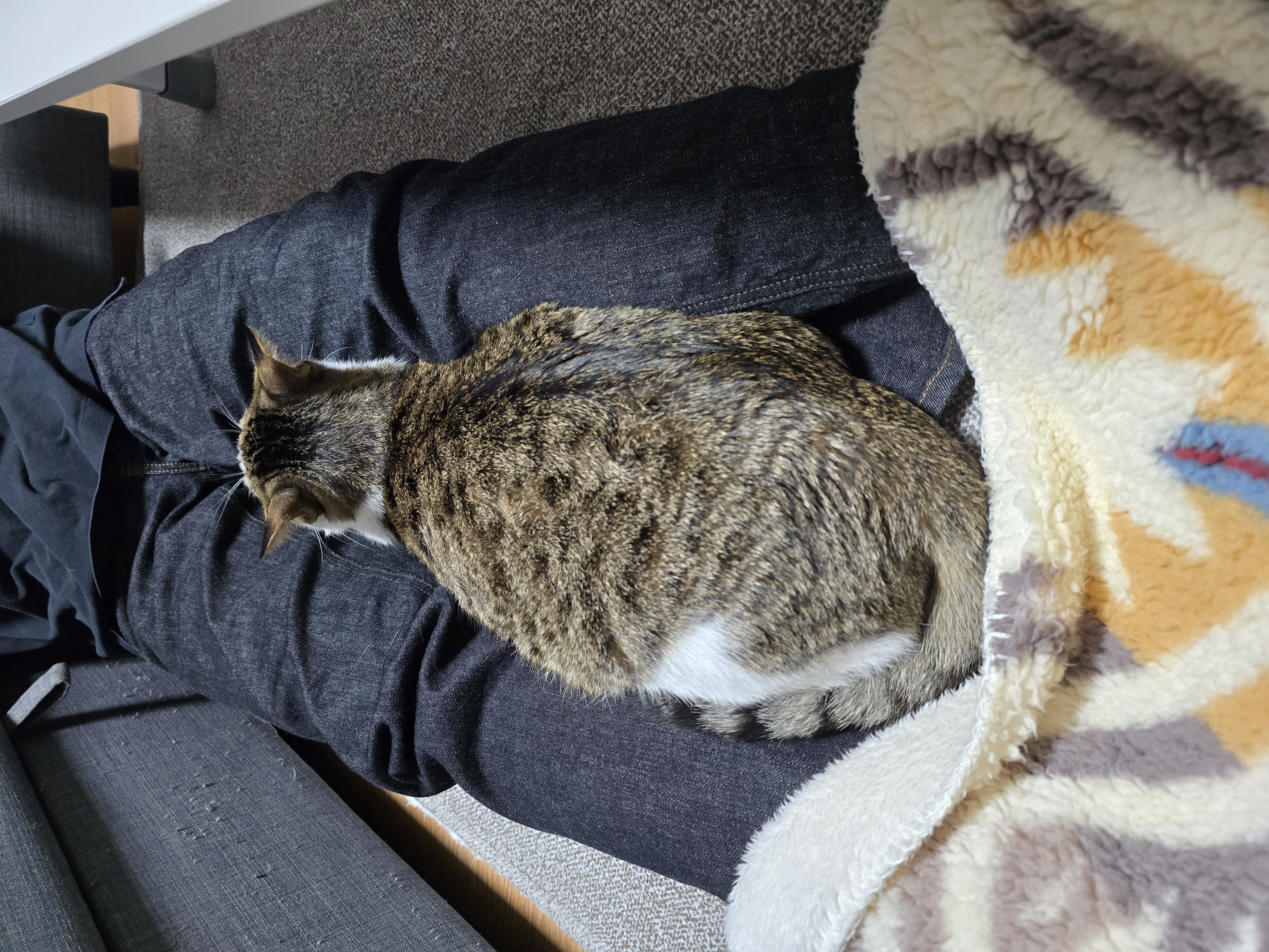 하모 입양 후기