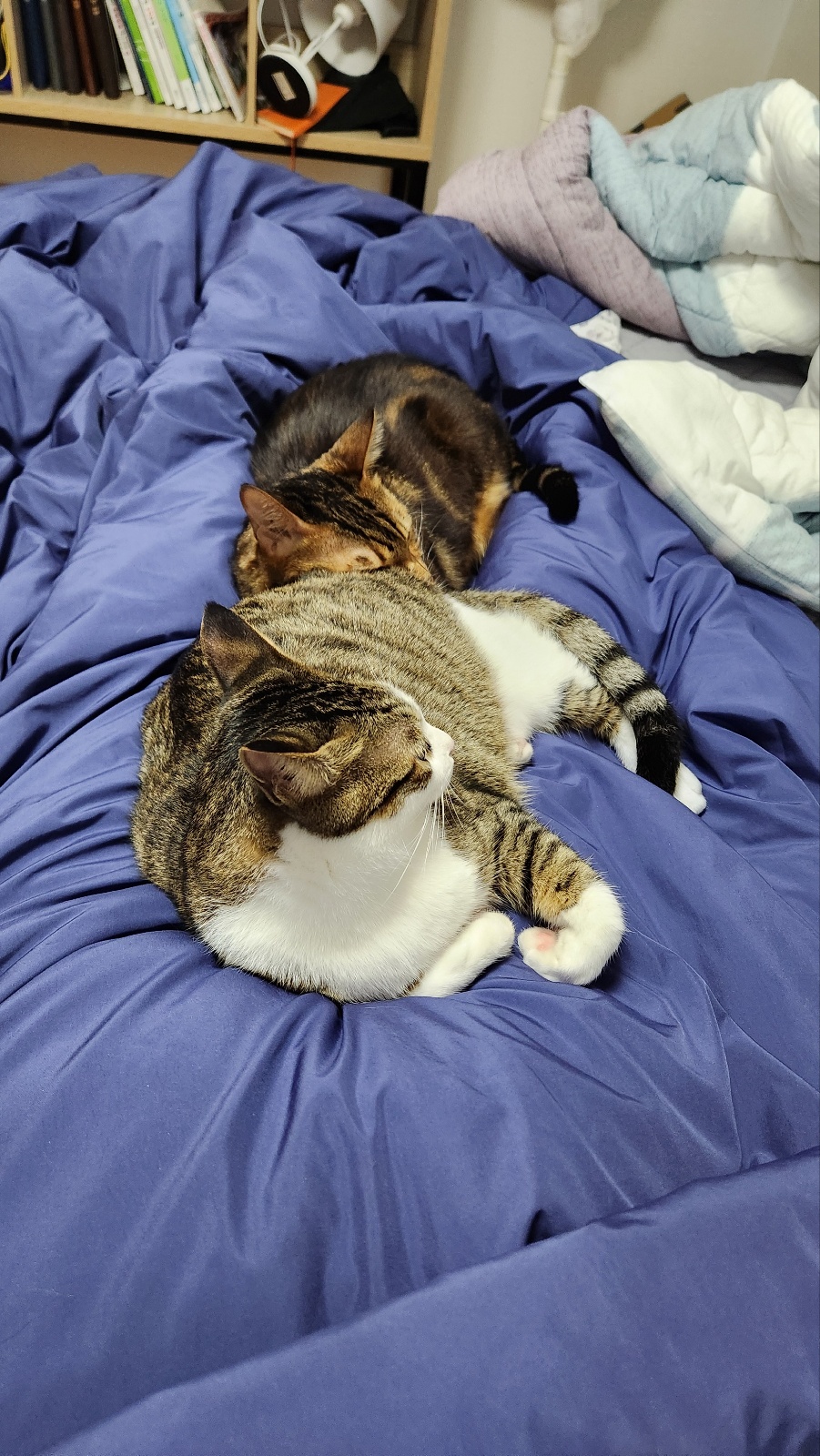 하모 입양 후기