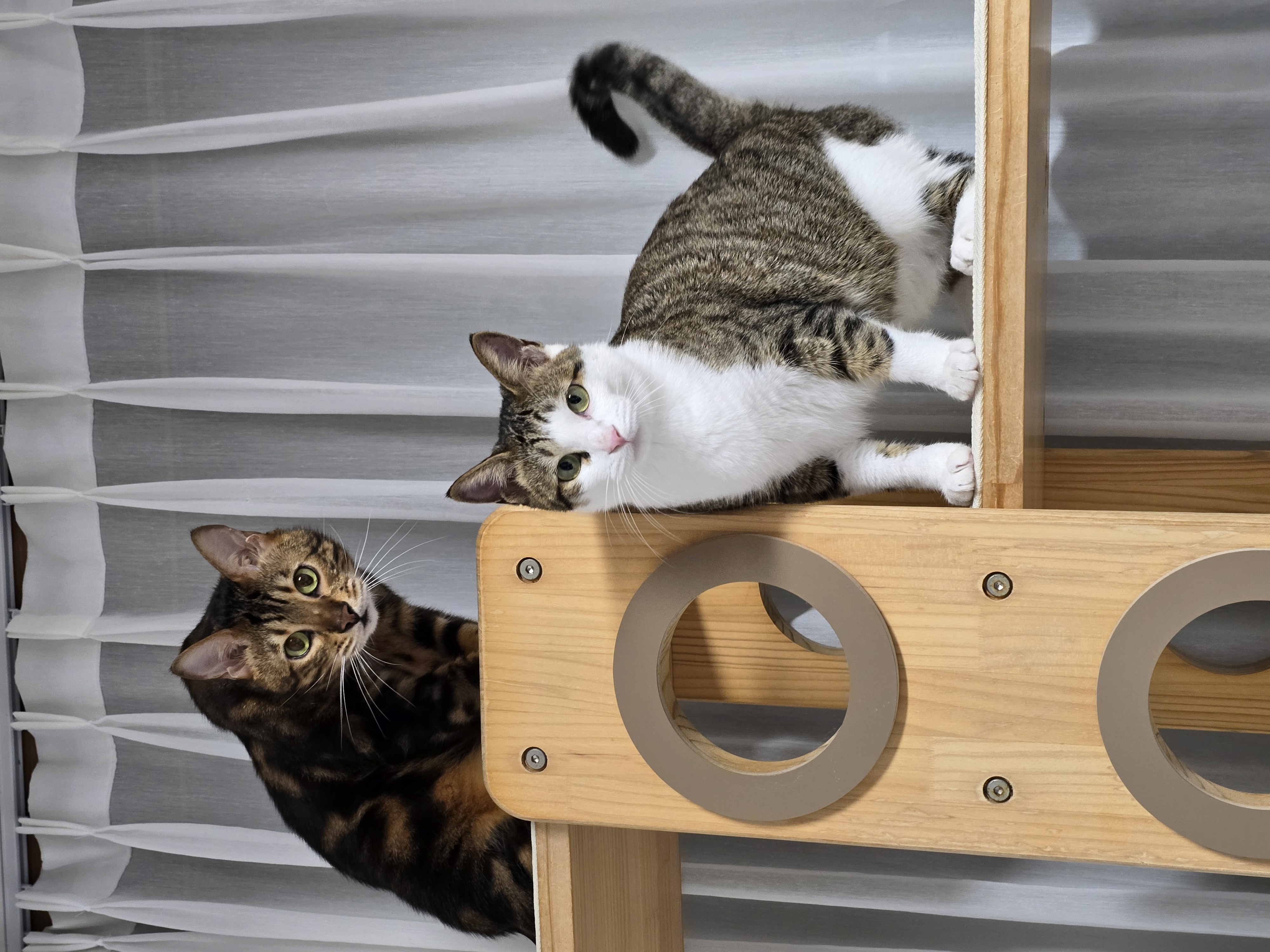 하모 입양 후기