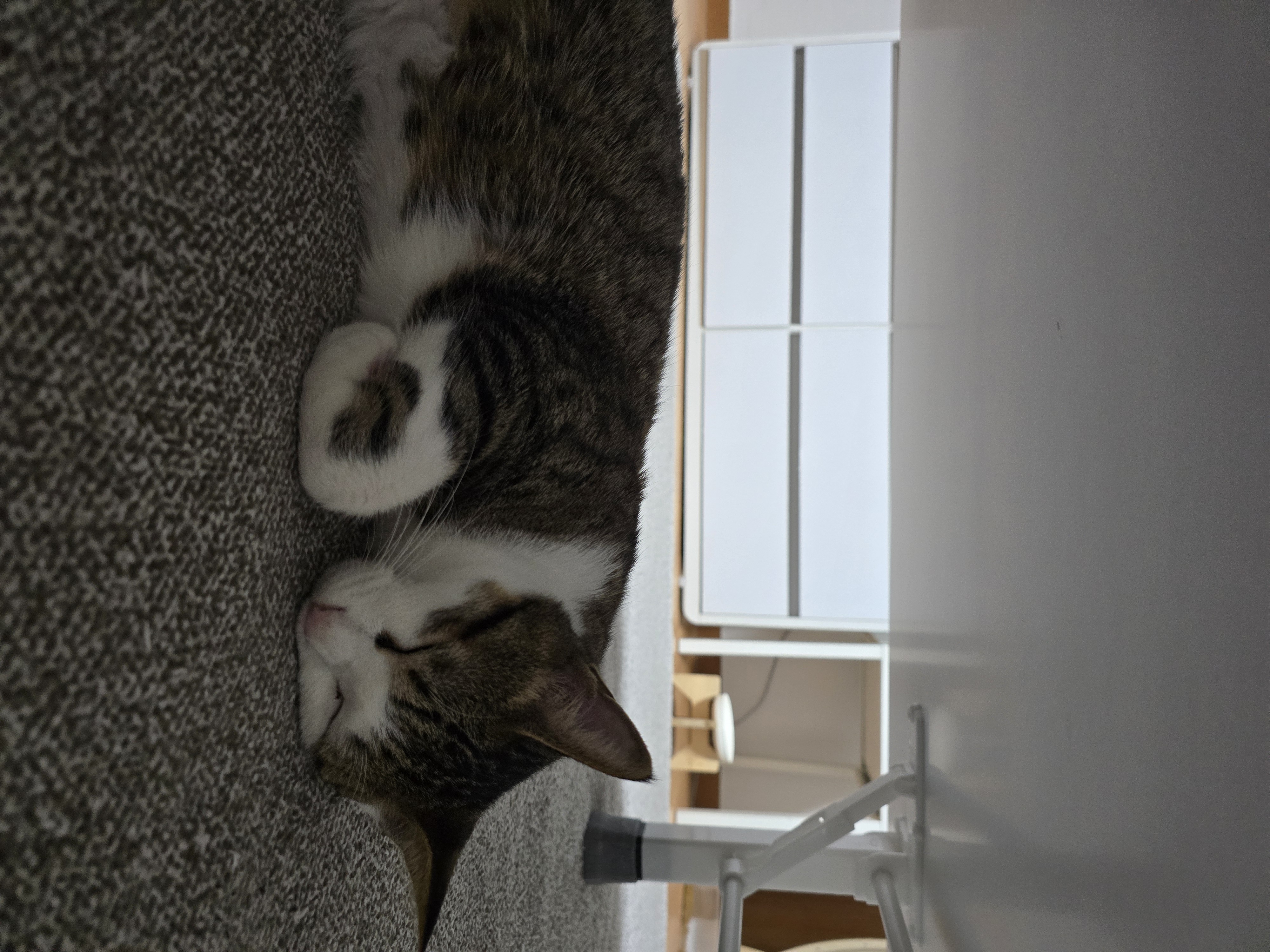 하모 입양 후기