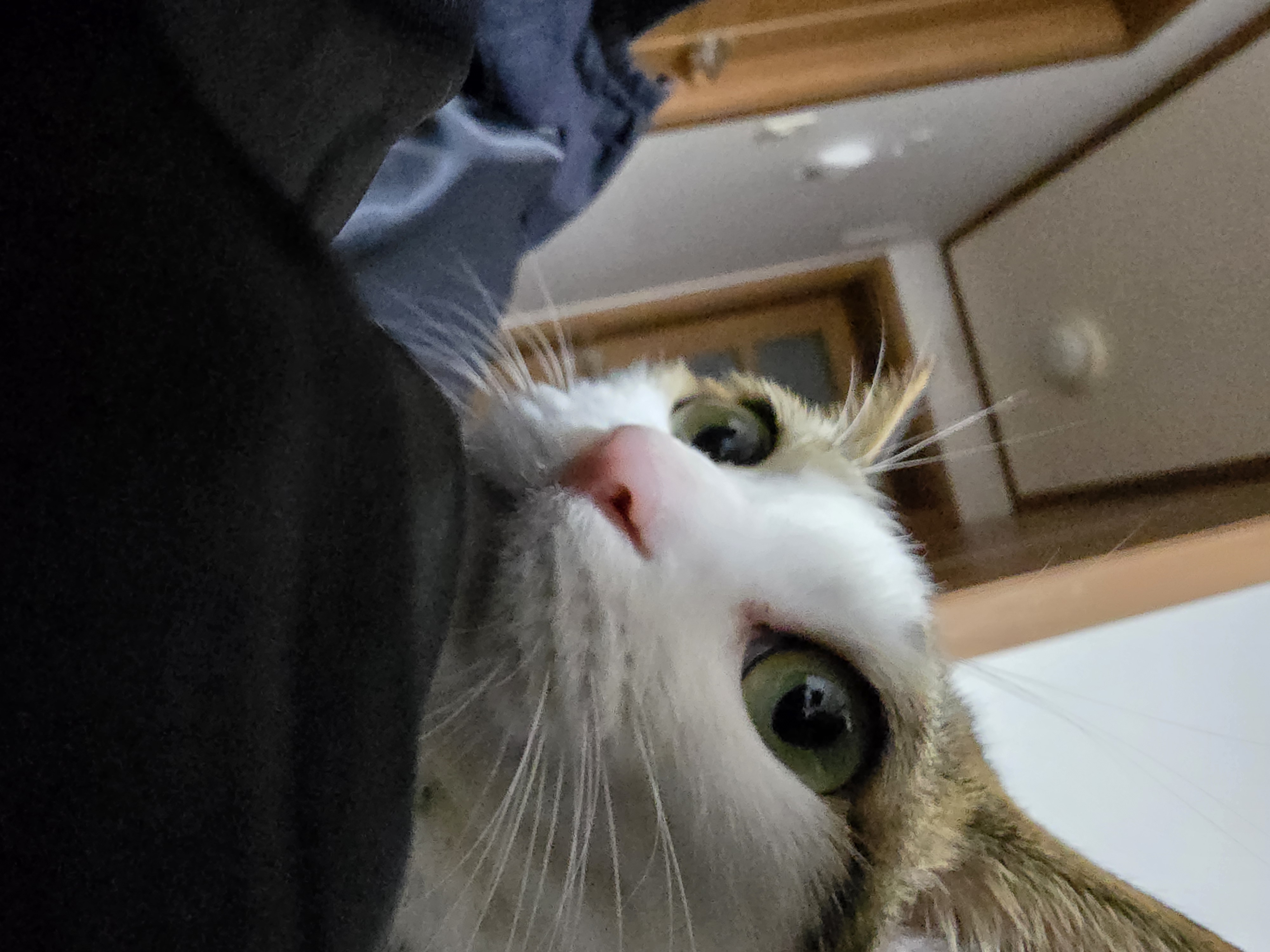 하모 입양 후기