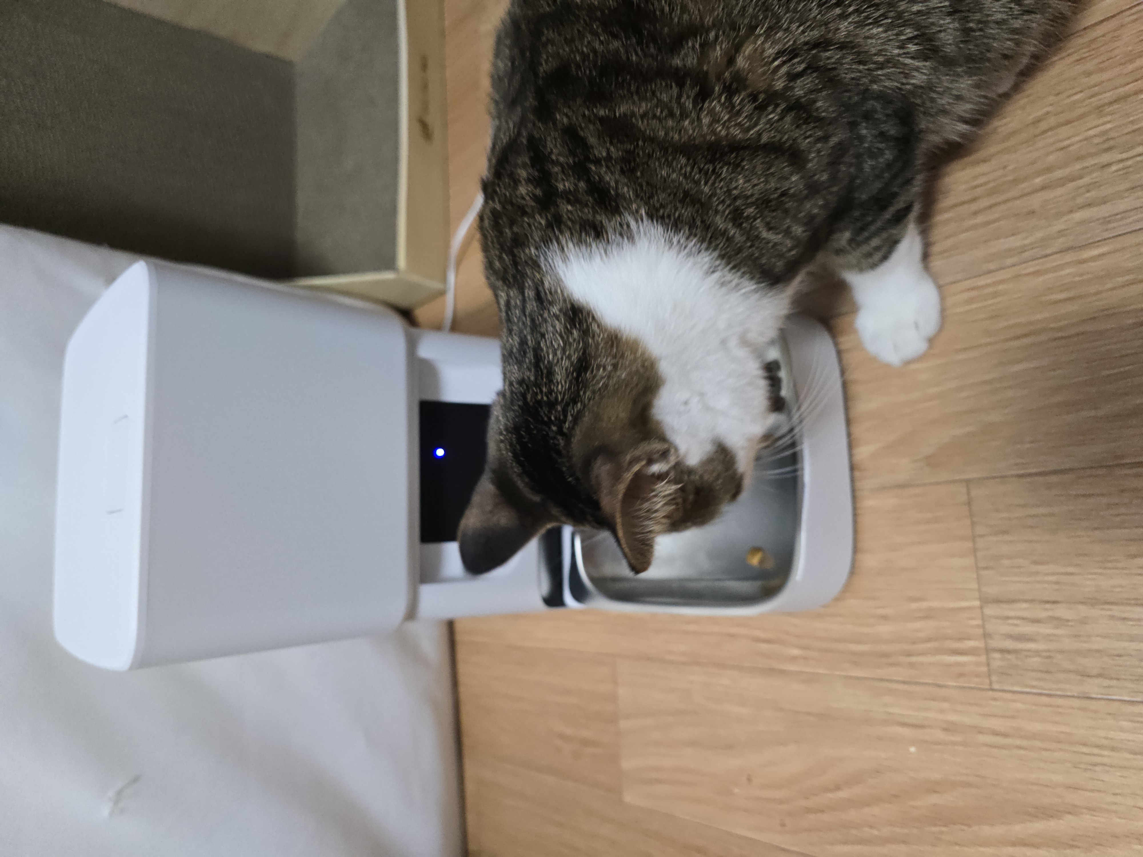 하모 입양 후기