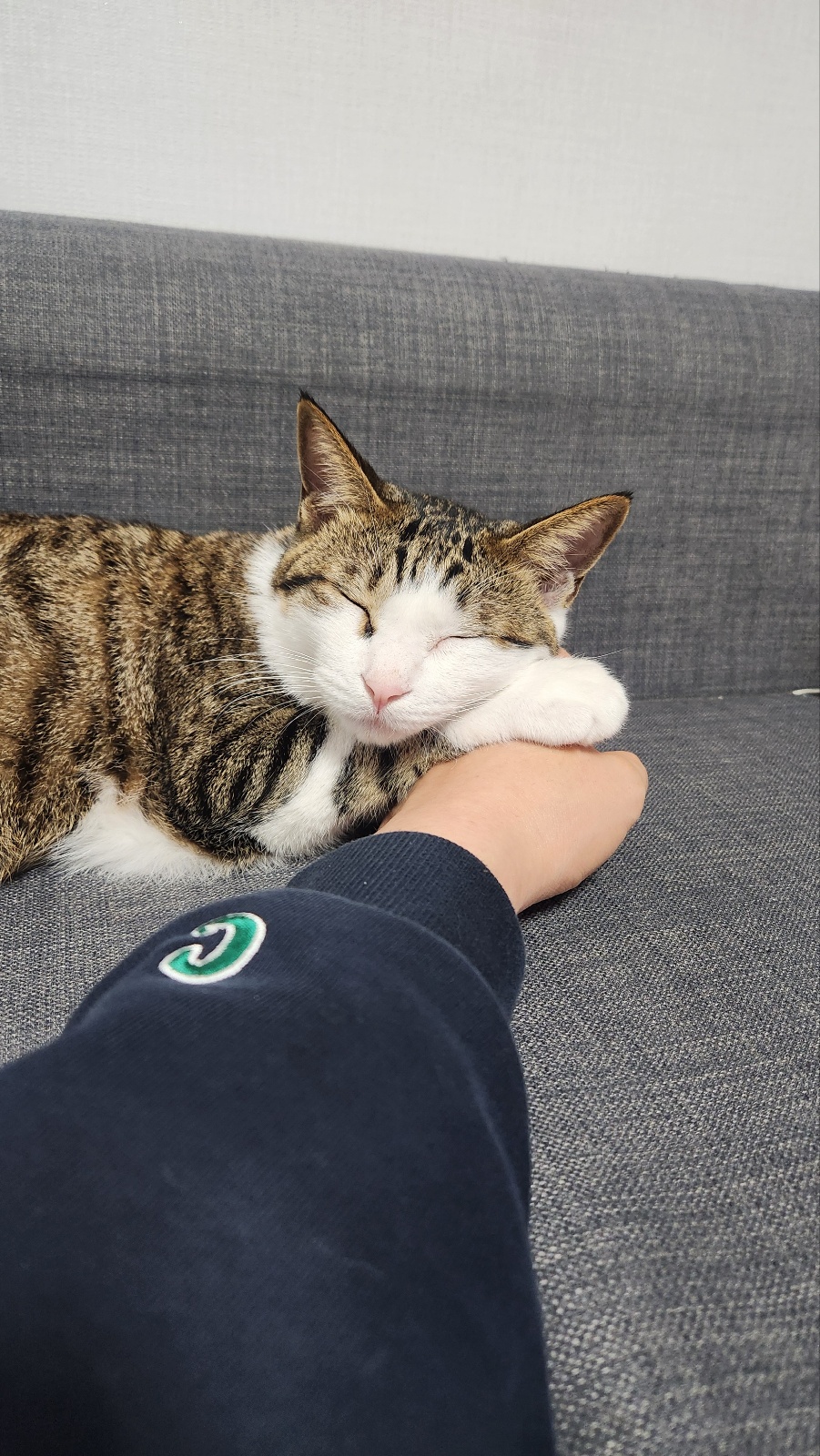 하모 입양 후기