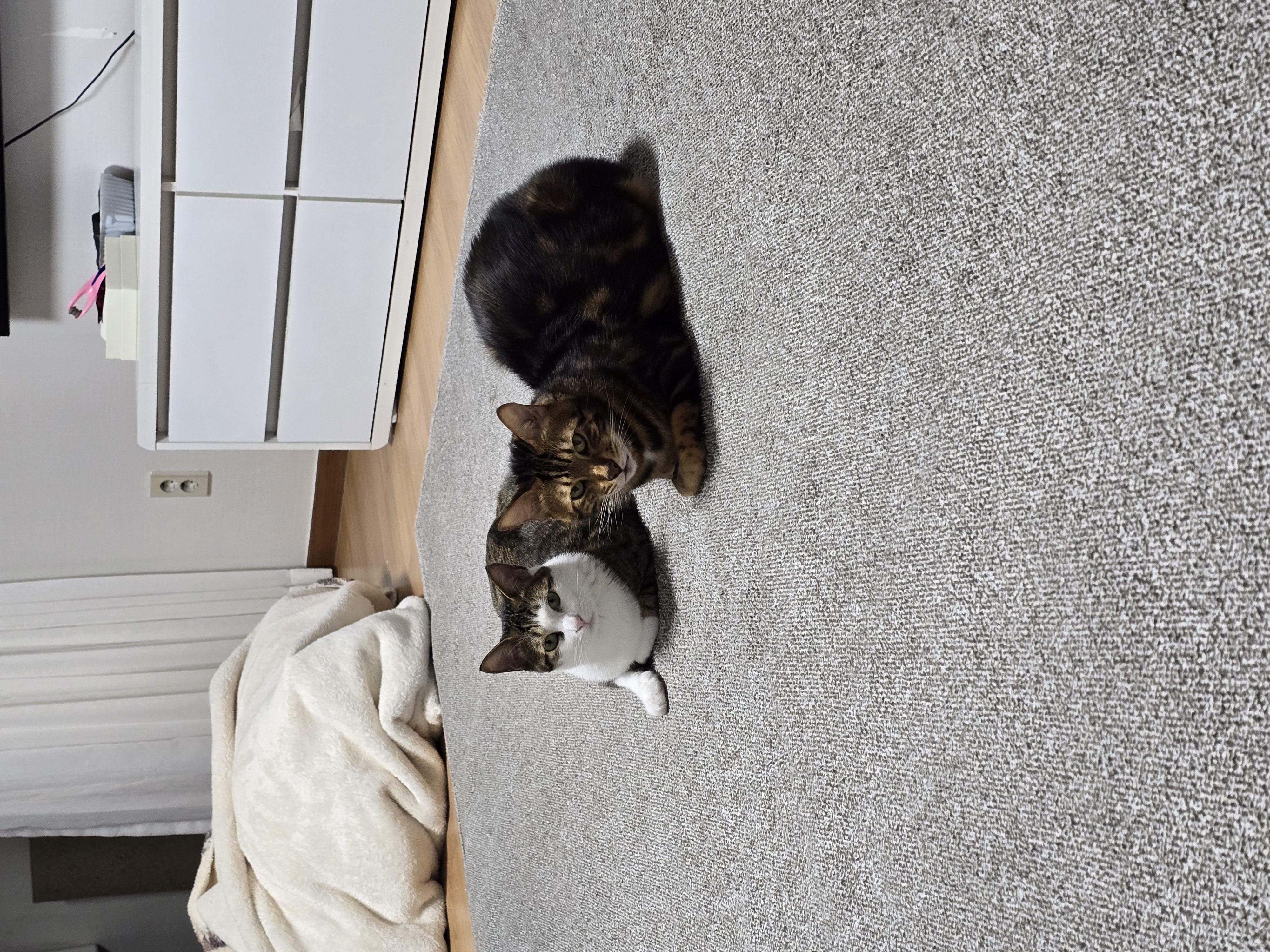 하모 입양 후기