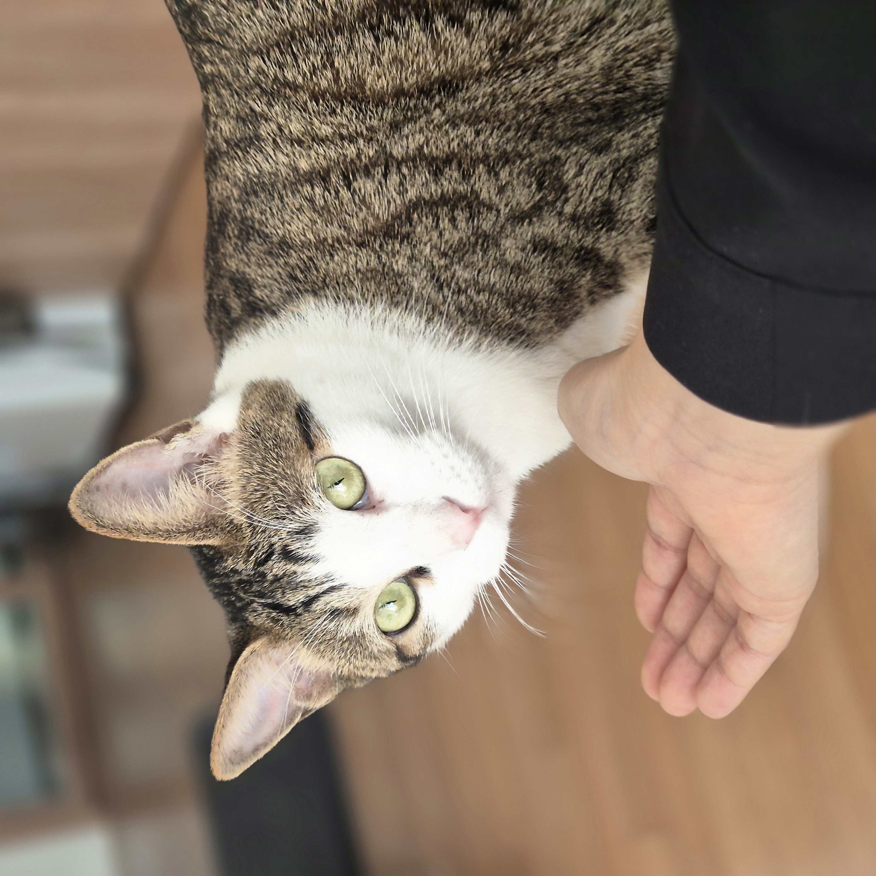 하모 입양 후기