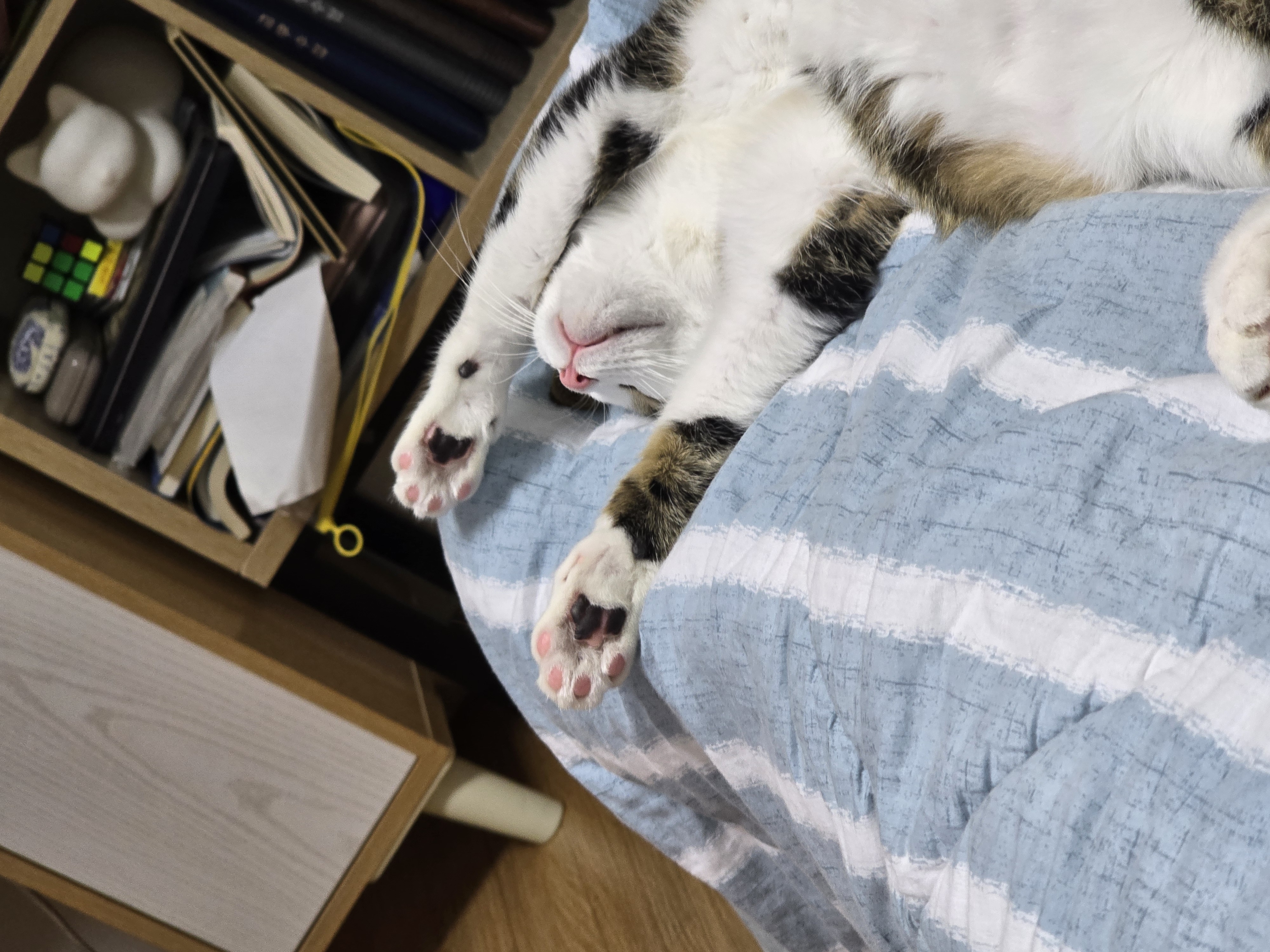 하모 입양 후기