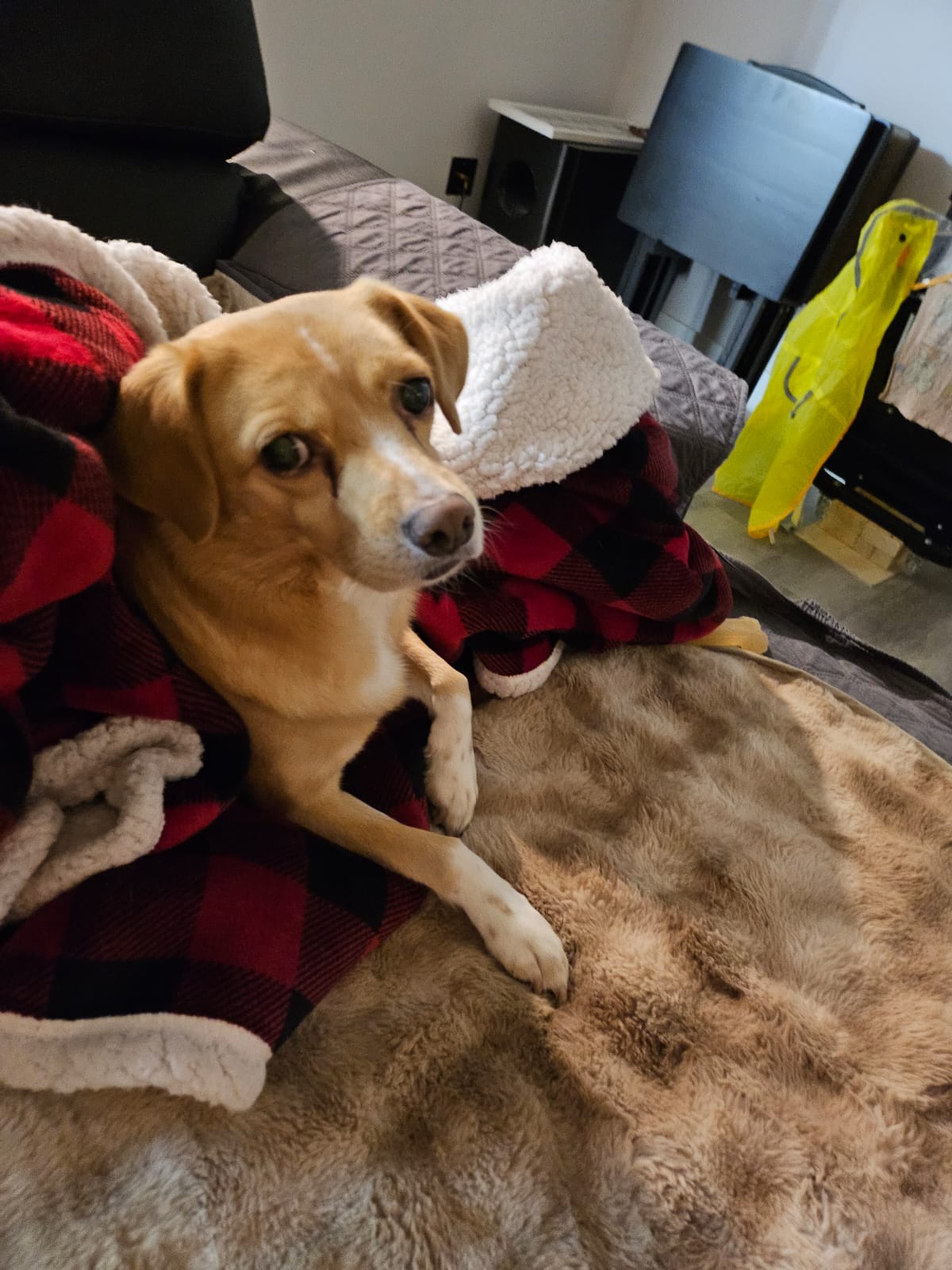 [해외입양] 캐나다 밴쿠버에서 전해온 '일콩이' 소식💌