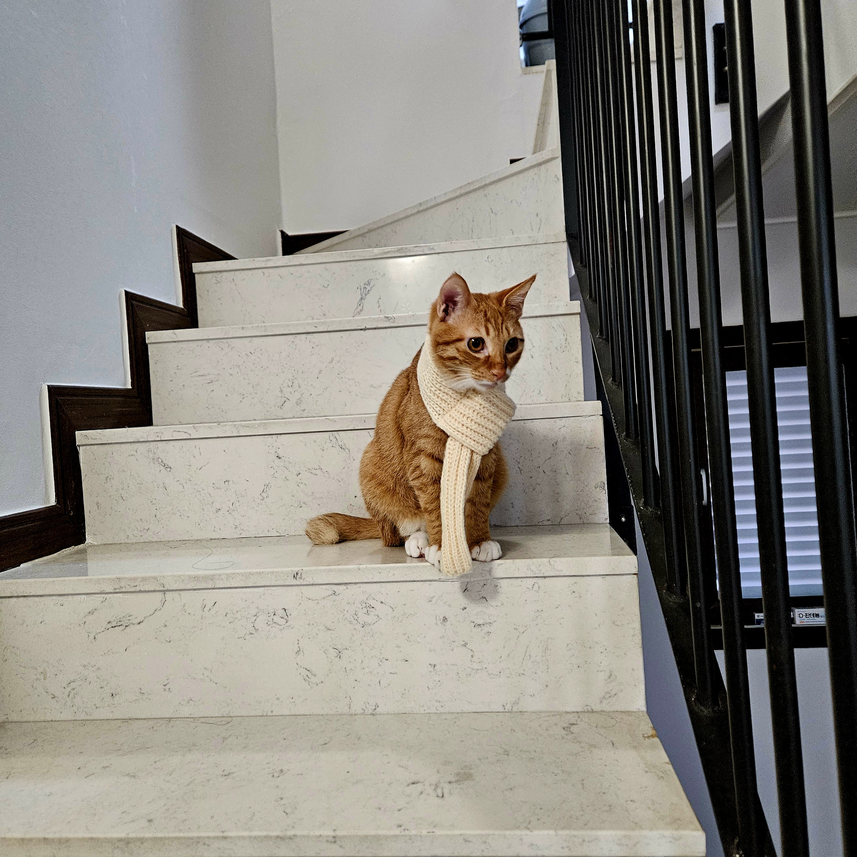 로이 늦은 입양 3개월 후기!