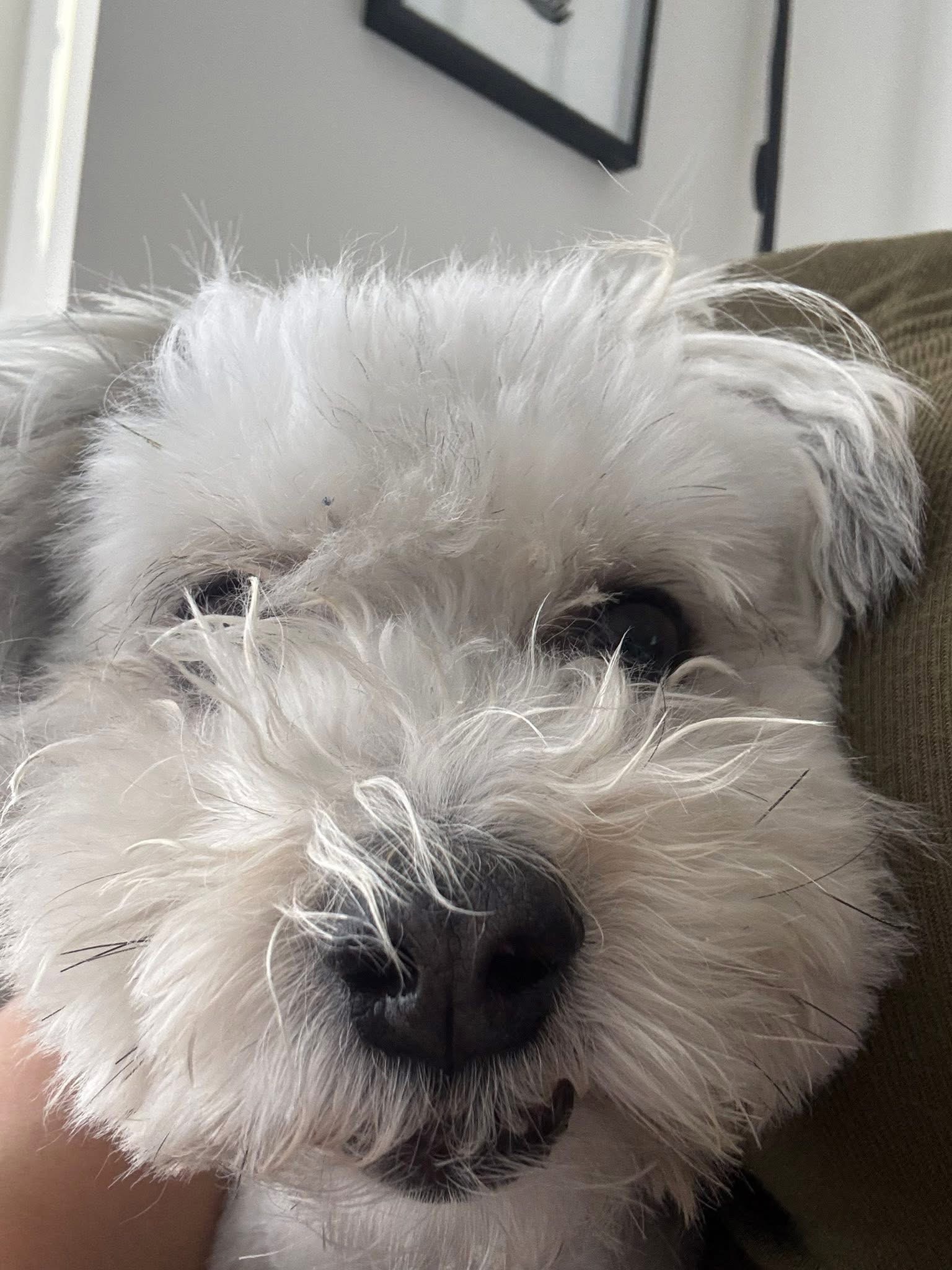 [해외입양] 캐나다 토론토에서 전해온 '함덕이' 소식💌