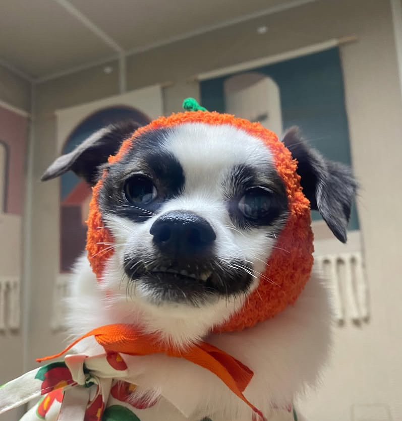 또리 4년후기❤️ (구 조커)