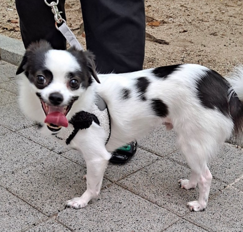 또리 4년후기❤️ (구 조커)