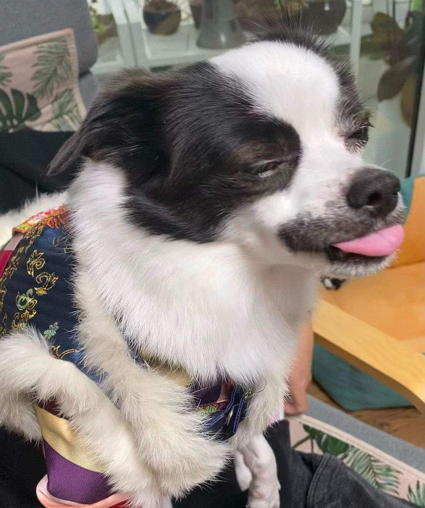 또리 4년후기❤️ (구 조커)