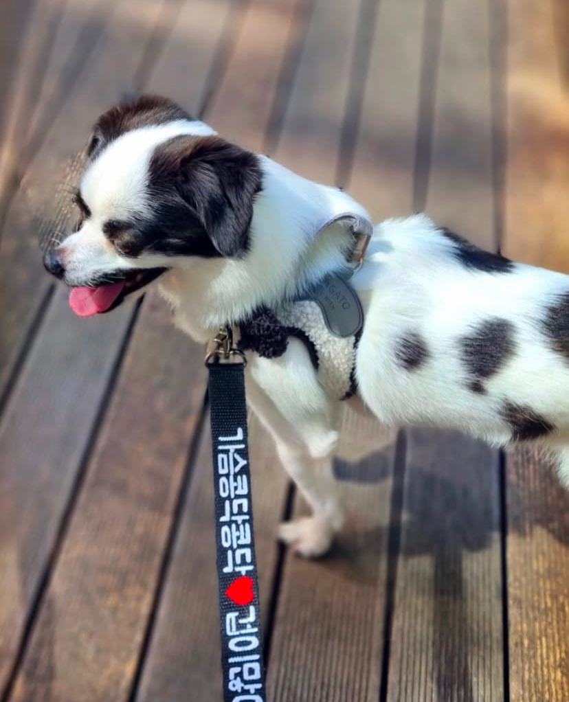 또리 4년후기❤️ (구 조커)