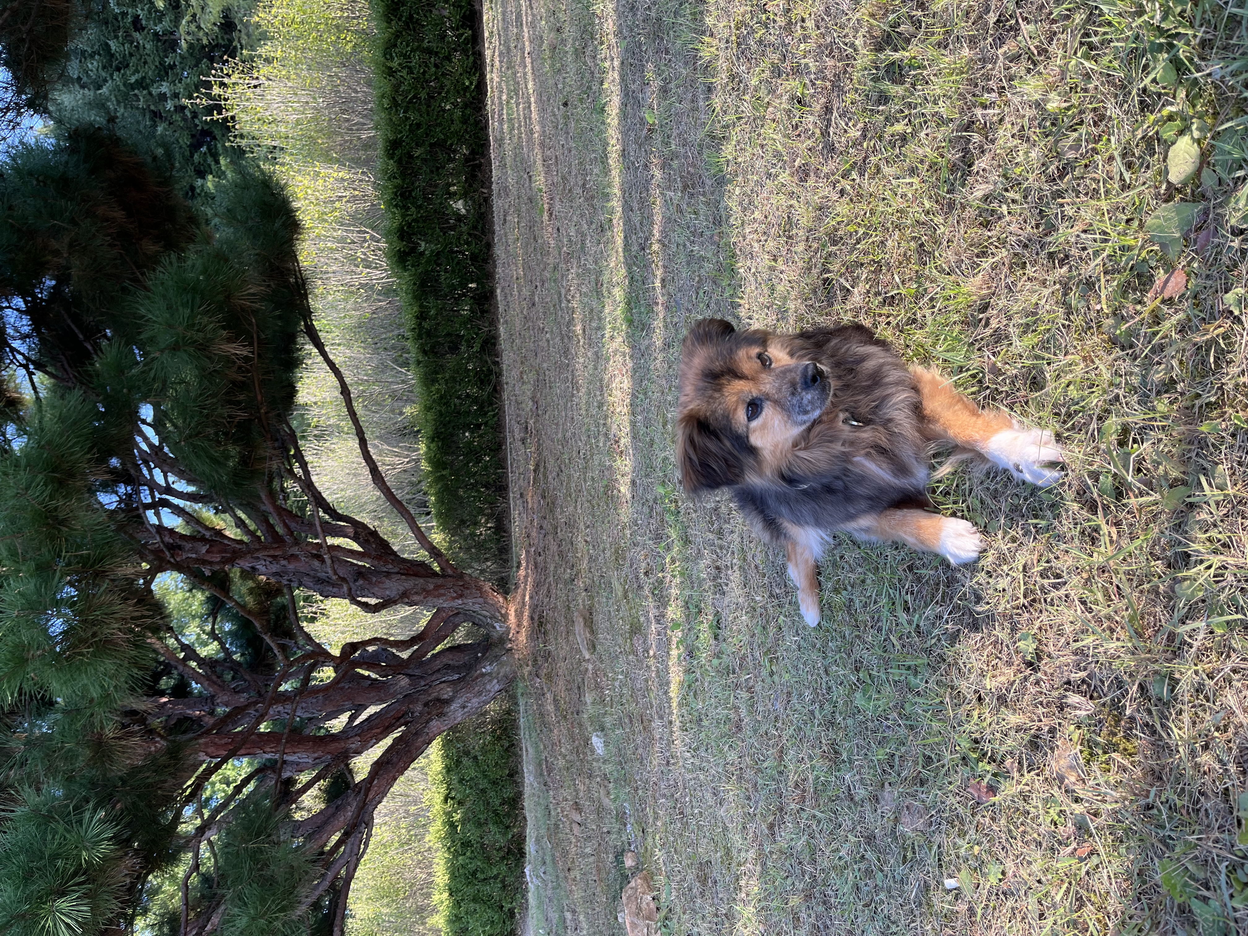 저희 아가(정왕이)가 천국에 갔어요