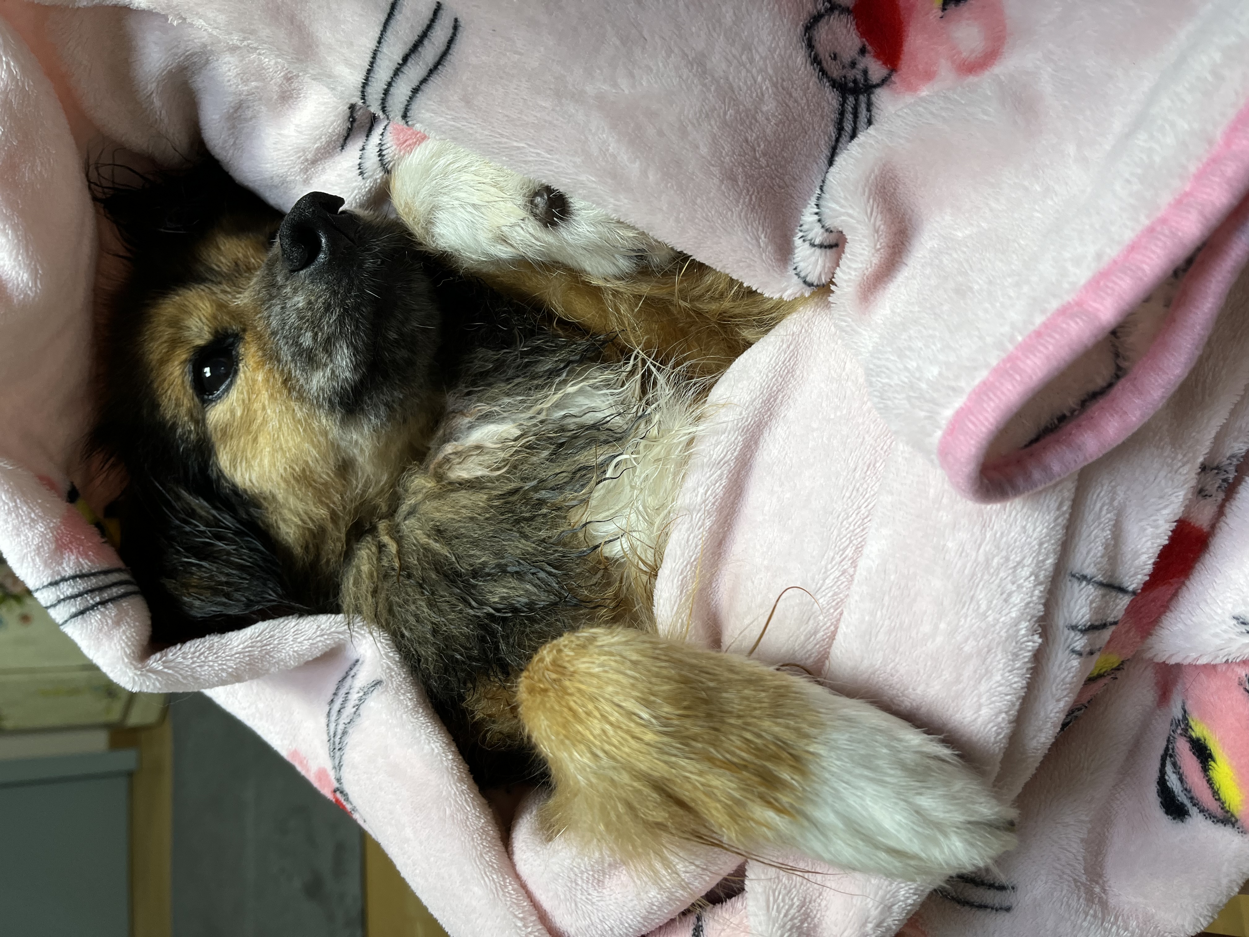 저희 아가(정왕이)가 천국에 갔어요