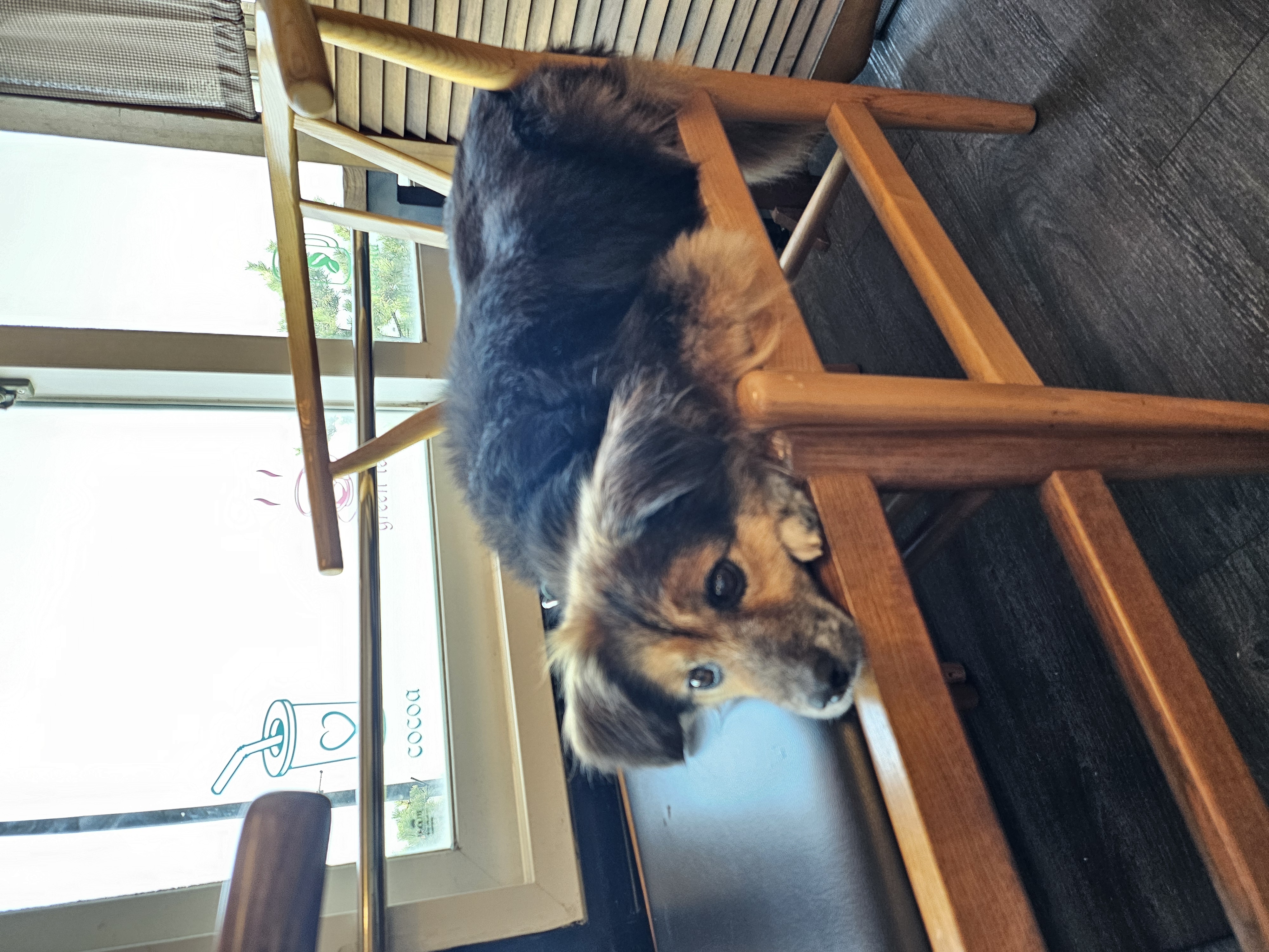 저희 아가(정왕이)가 천국에 갔어요