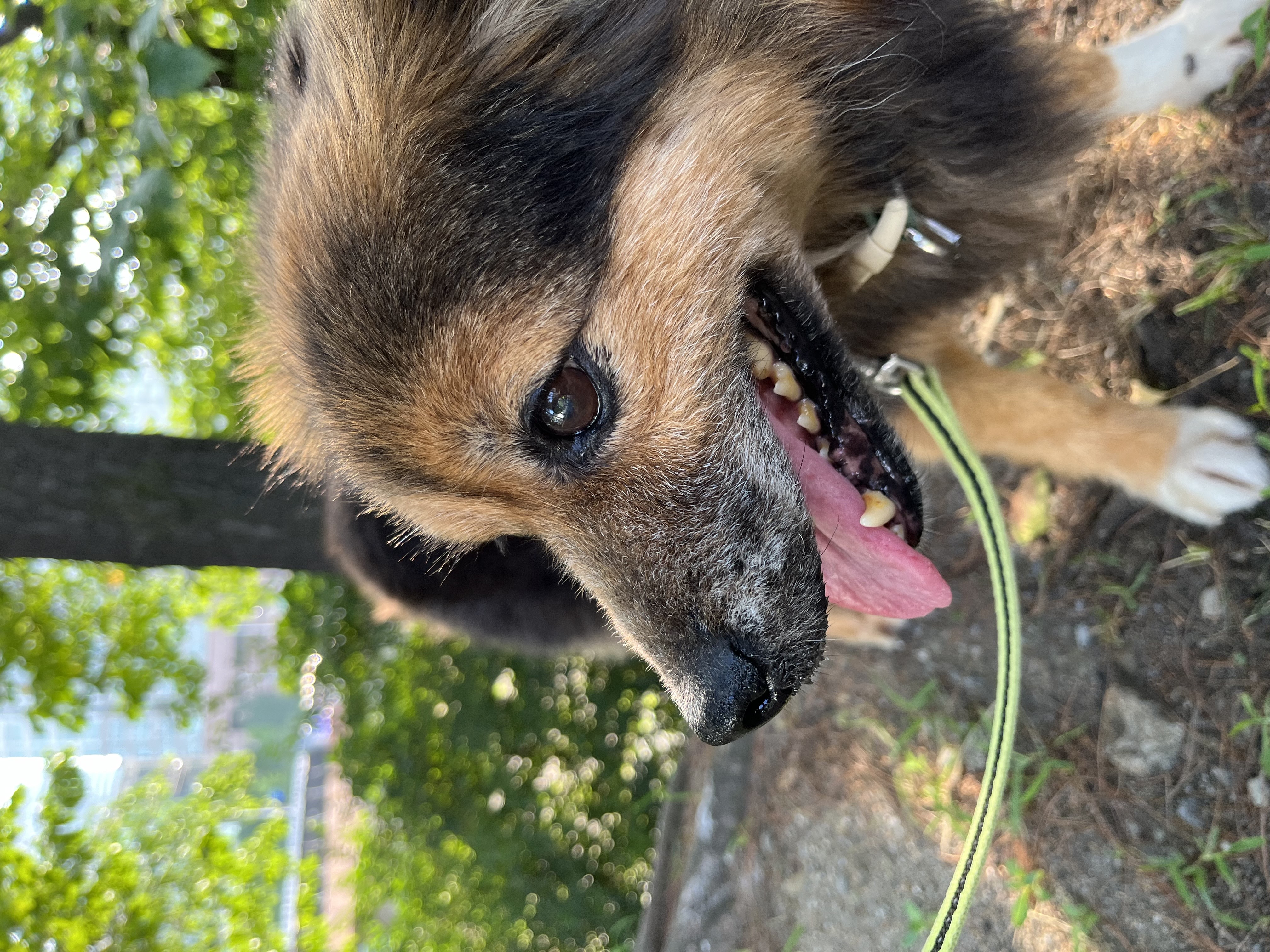 저희 아가(정왕이)가 천국에 갔어요