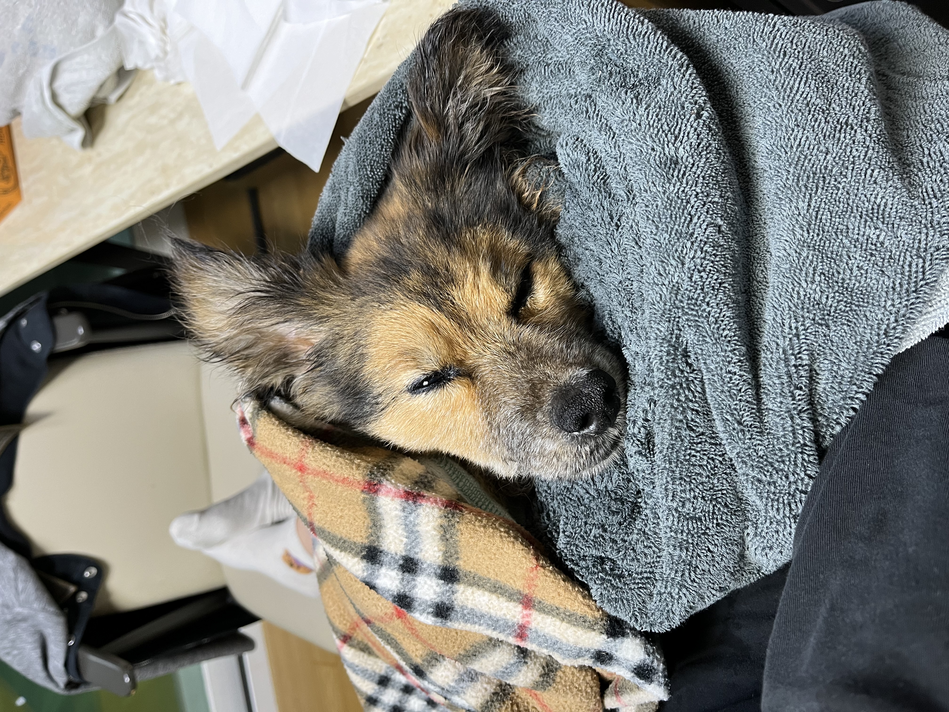 저희 아가(정왕이)가 천국에 갔어요