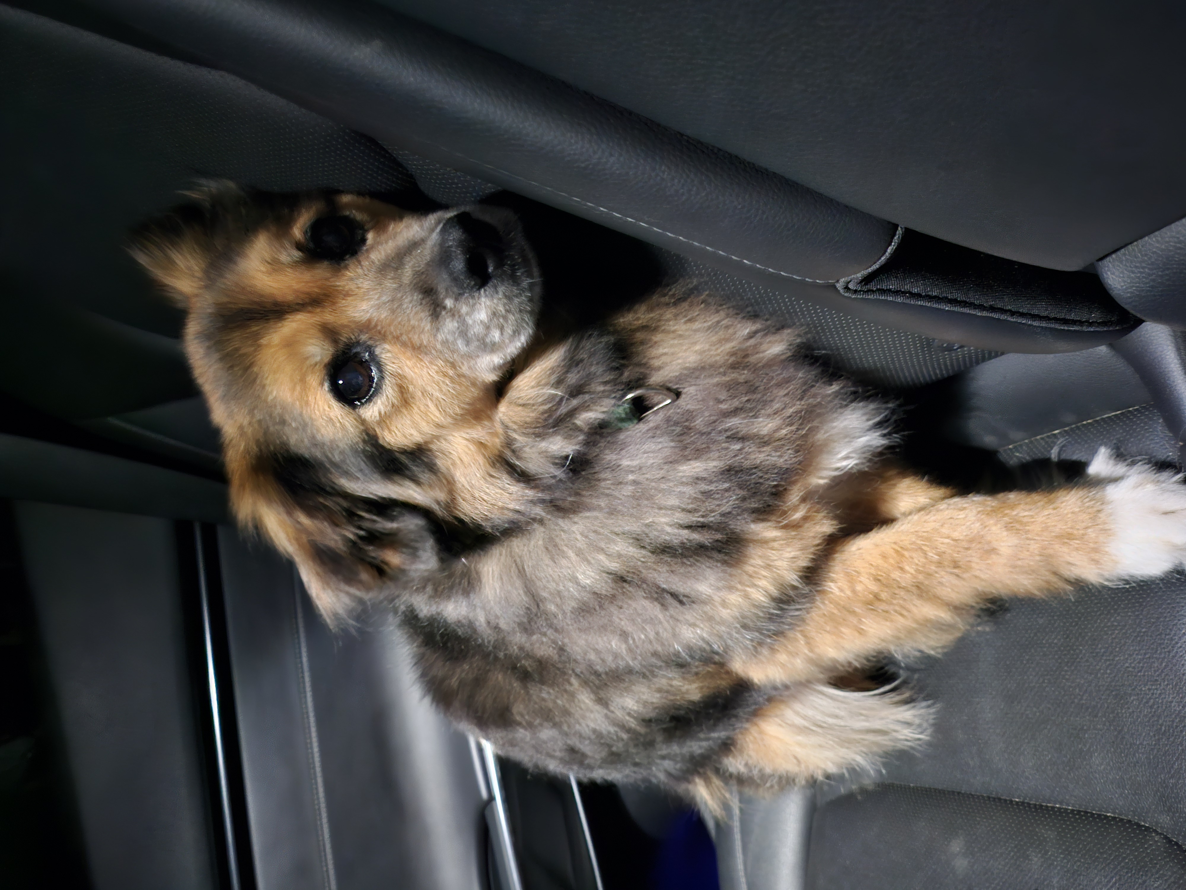 저희 아가(정왕이)가 천국에 갔어요