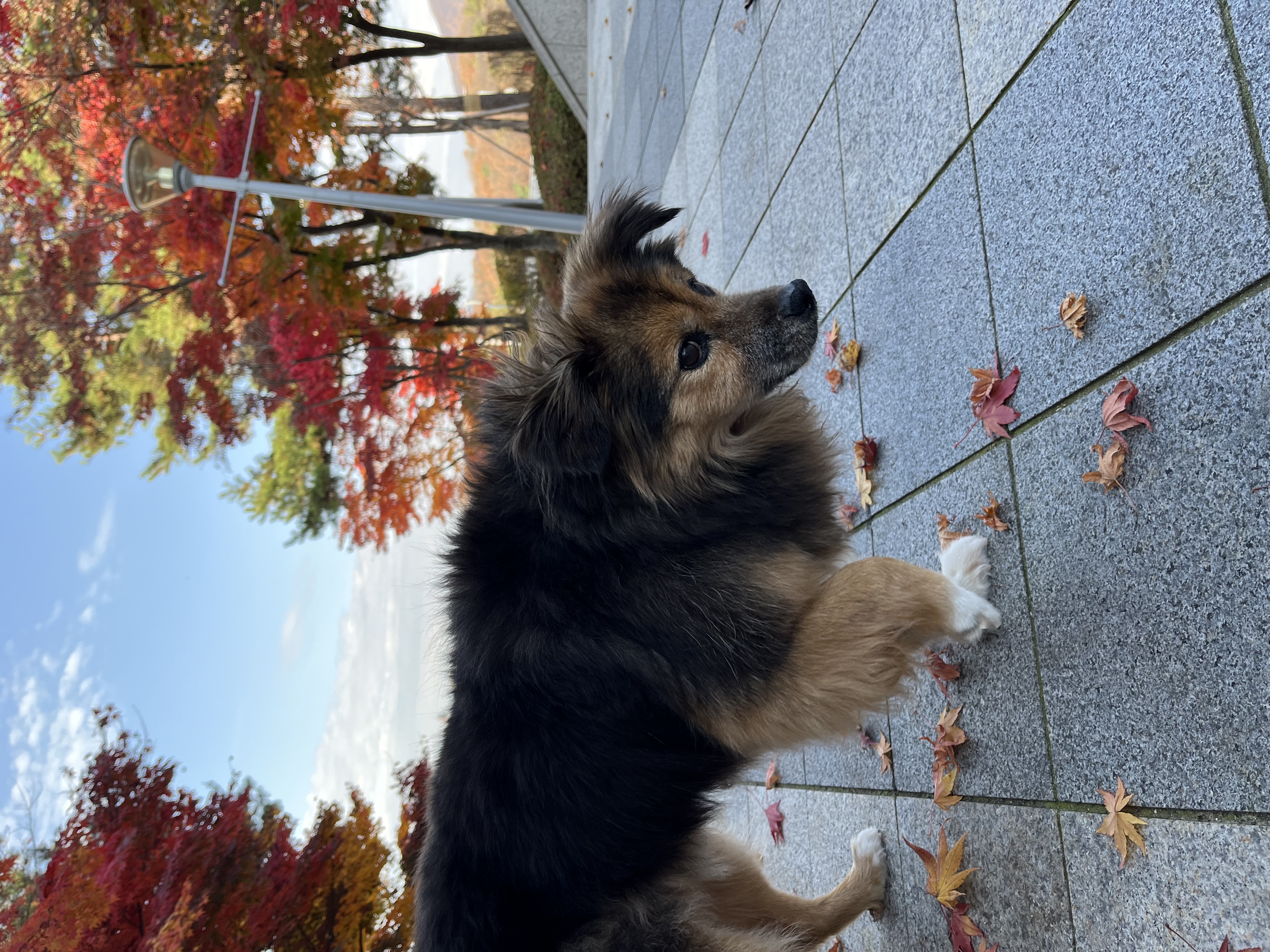 저희 아가(정왕이)가 천국에 갔어요