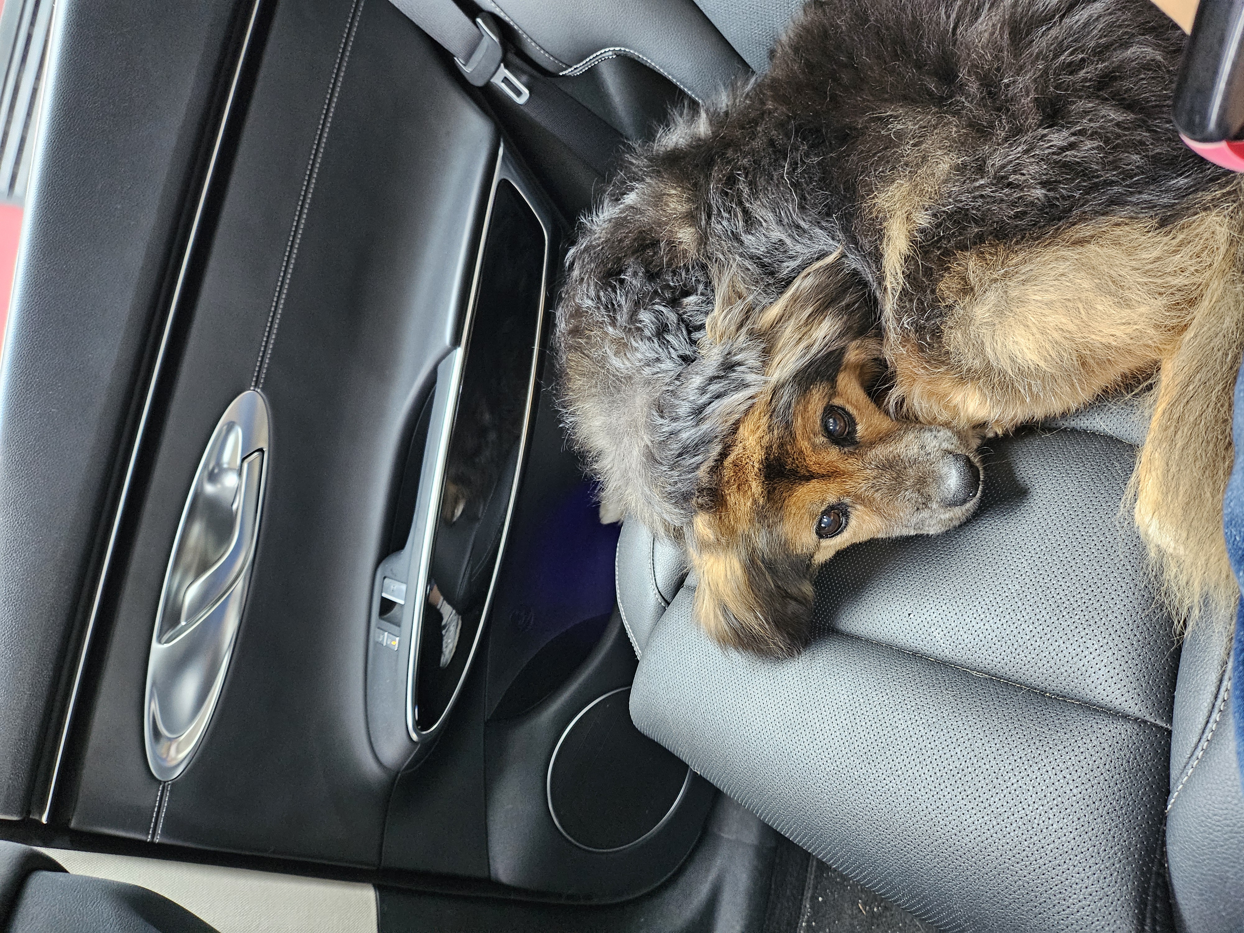 저희 아가(정왕이)가 천국에 갔어요